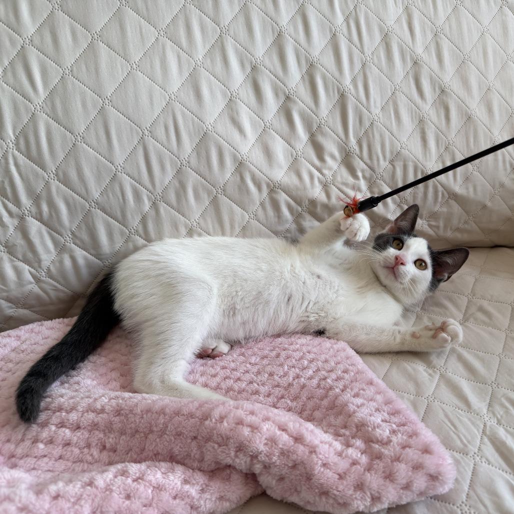 Enlarge Rocky (bonded with Marshall), a Adoptable Domestic Short Hair in Santa Rosa, CA image 4/4