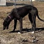 Enlarge Shyra, a Adoptable mixed breed in Driggs, ID image 2/3