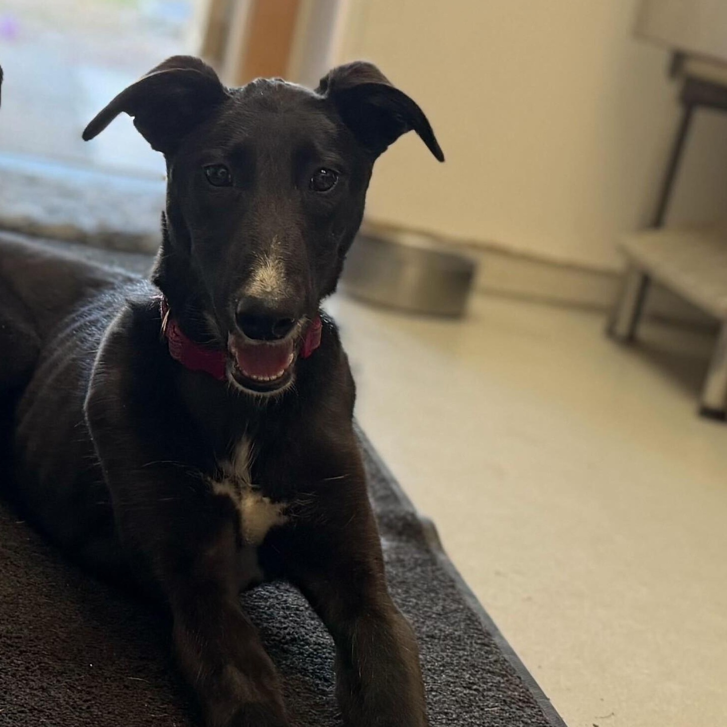 Enlarge Shyra, a Adoptable mixed breed in Driggs, ID image 3/3