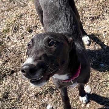 Shyra, Adoptable, Young Female Scottish Deerhound & Greyhound.