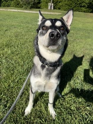 Curious, a Adoptable Mixed Breed in Erie, PA image 1/2