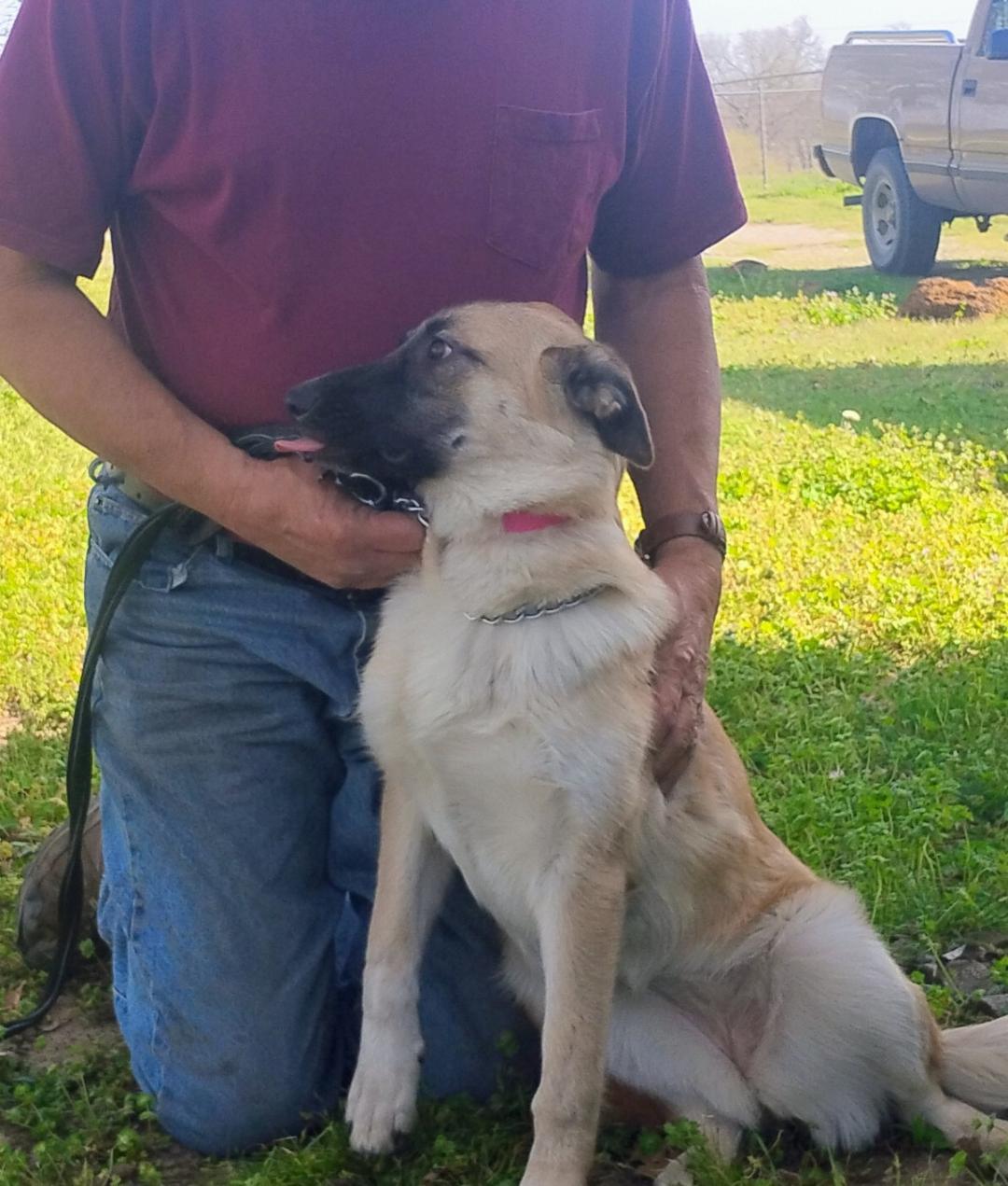 Zoey FALL SPECIAL FREE, a Adoptable German Shepherd Dog in Sulphur, OK image 1/3