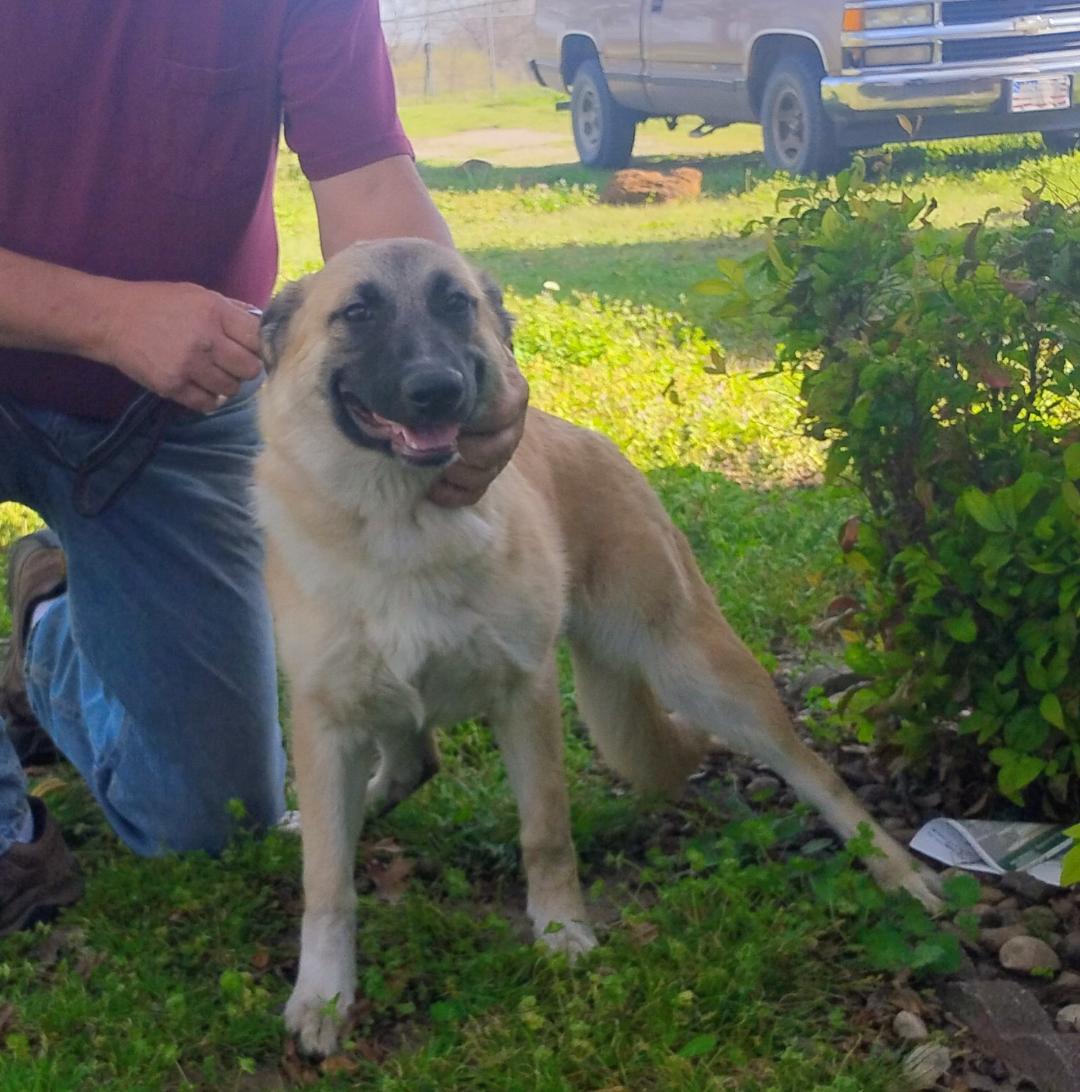 Zoey FALL SPECIAL FREE, a Adoptable German Shepherd Dog in Sulphur, OK image 2/3
