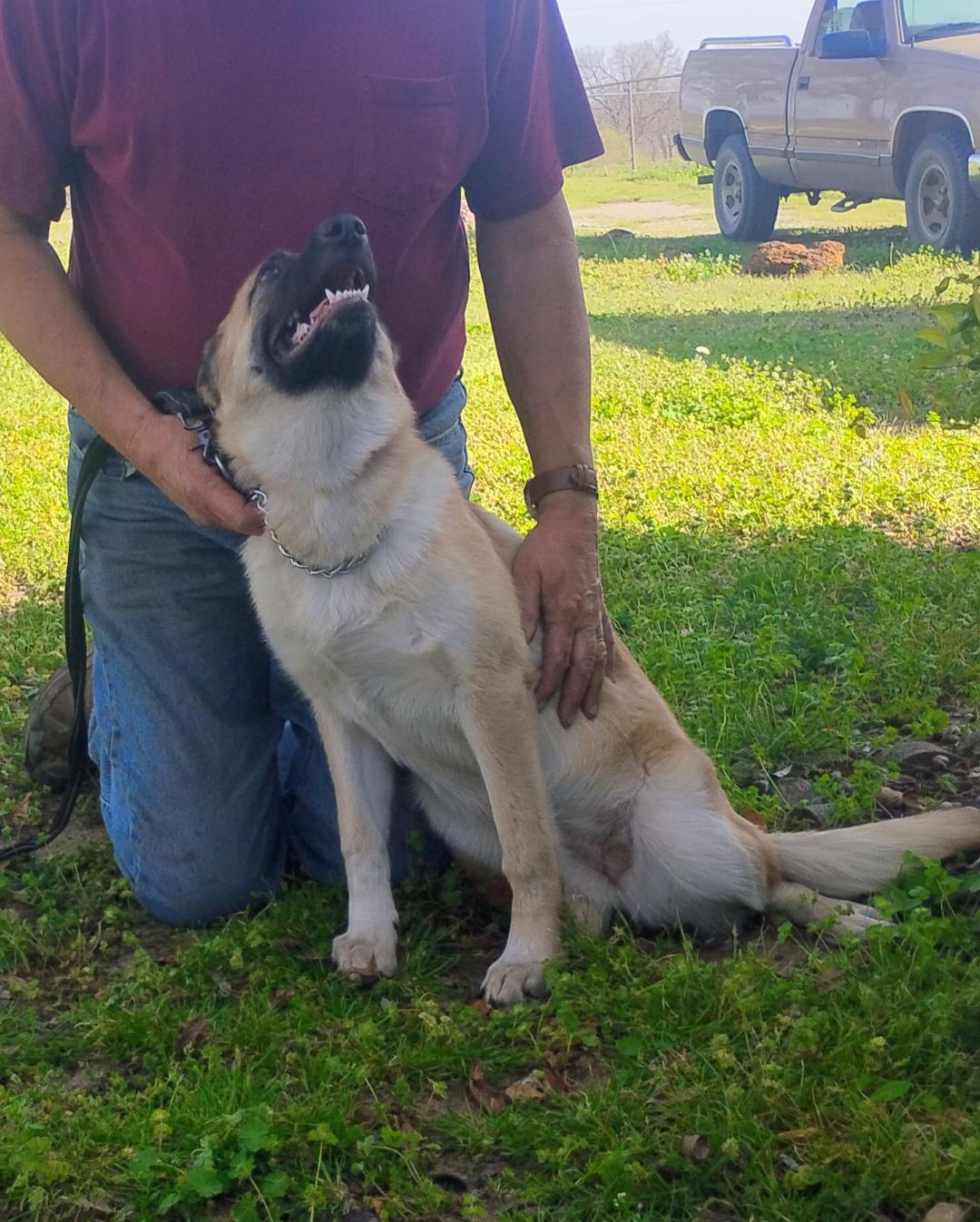 Zoey FALL SPECIAL FREE, a Adoptable German Shepherd Dog in Sulphur, OK image 3/3