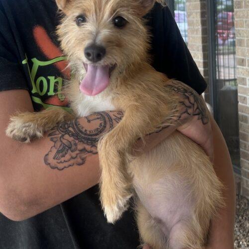 Squid, a Adoptable mixed breed in Broken Arrow, OK image 1/5