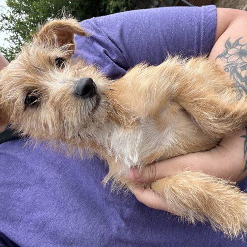 Squid, a Adoptable mixed breed in Broken Arrow, OK image 2/5
