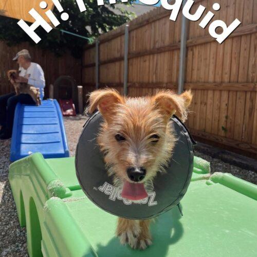 Squid, a Adoptable mixed breed in Broken Arrow, OK image 3/5