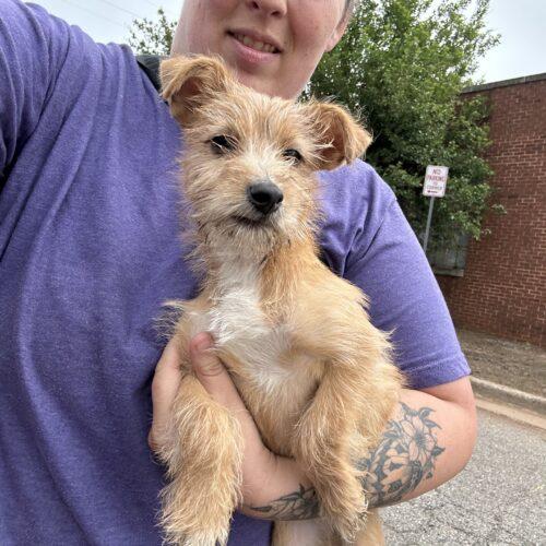 Squid, a Adoptable mixed breed in Broken Arrow, OK image 4/5