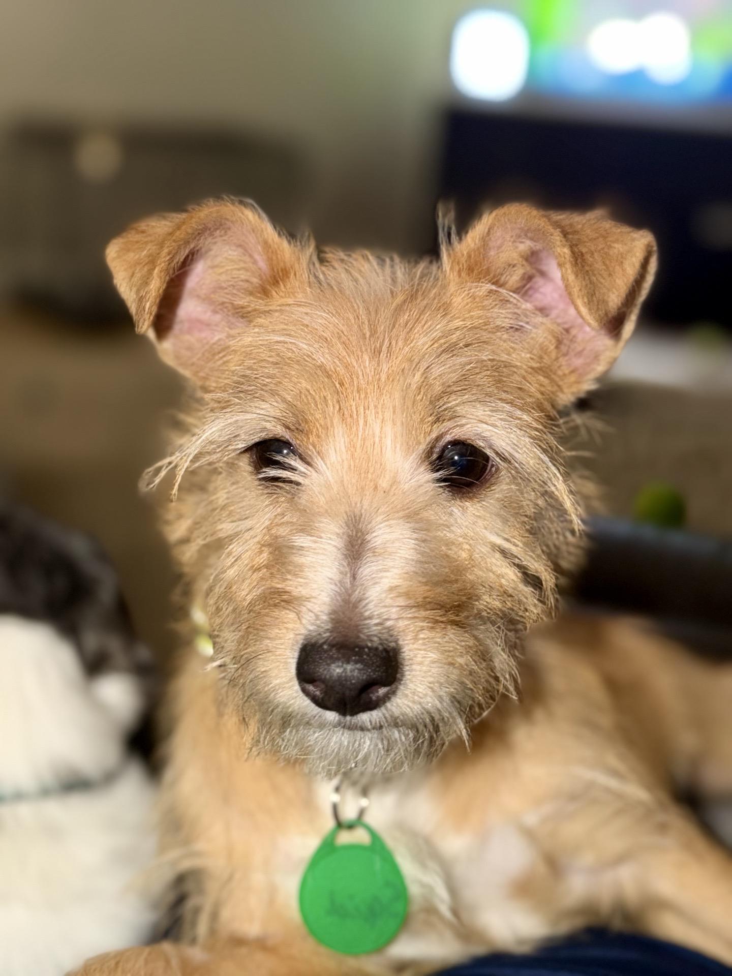 Squid, a Adoptable mixed breed in Broken Arrow, OK image 5/5