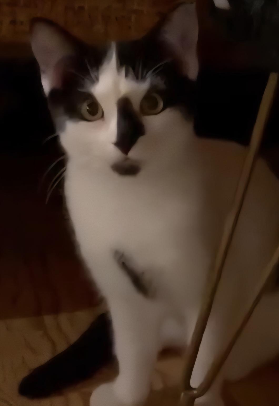 Enlarge Hope, a Adoptable Domestic Short Hair in Stevensville, ON image 1/2