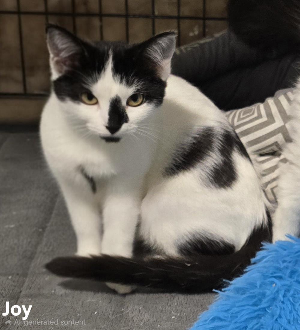 Joy, a Adoptable Domestic Short Hair in Stevensville, ON image 1/2