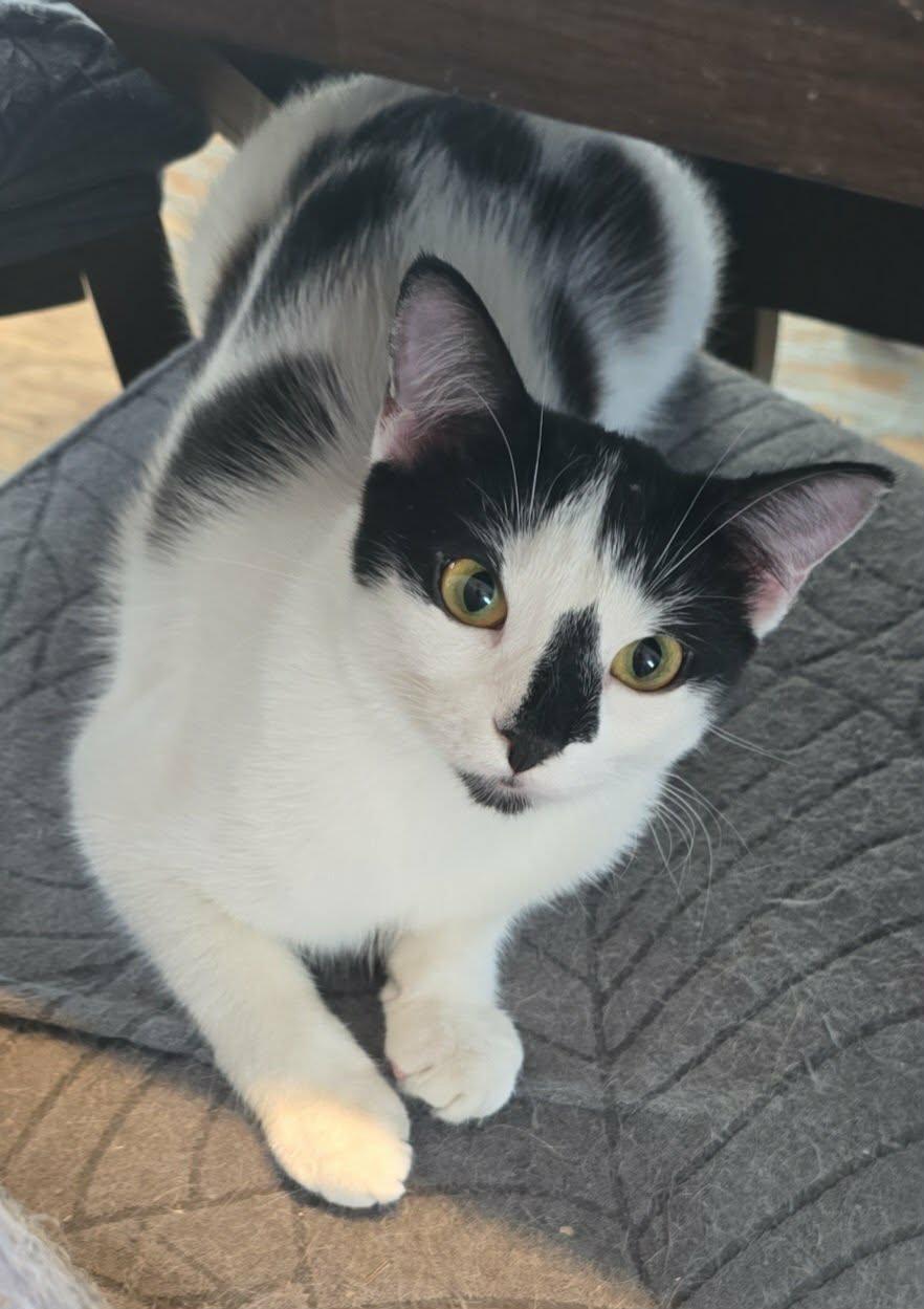 Enlarge Hope, a Adoptable Domestic Short Hair in Stevensville, ON image 1/1