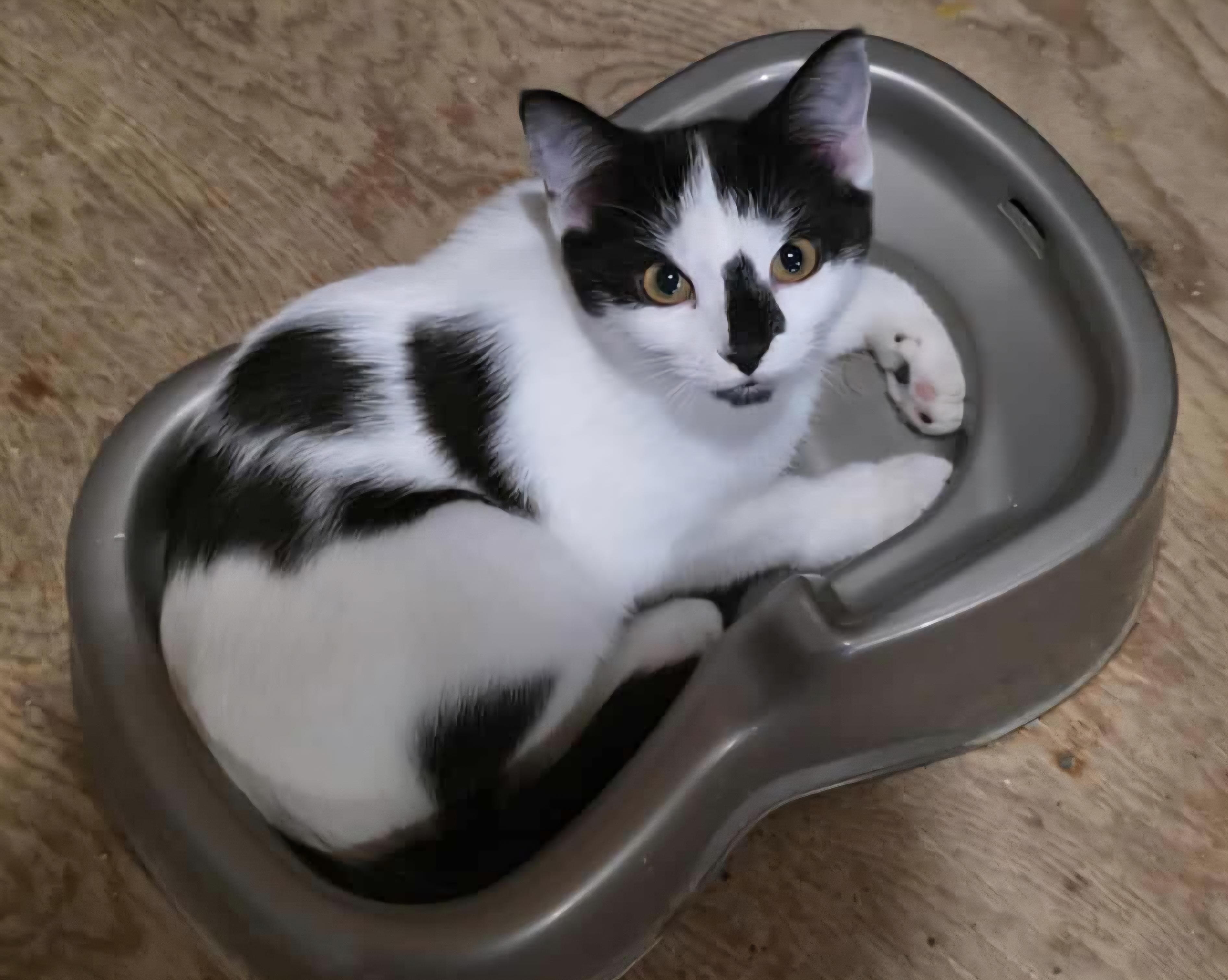 Joy, a Adoptable Domestic Short Hair in Stevensville, ON image 2/2