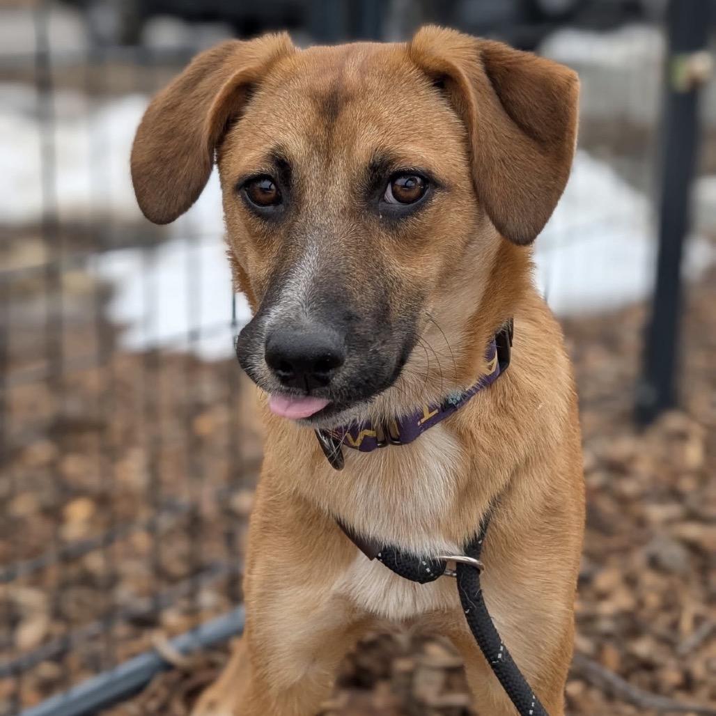 Pearl, Adoptable, Young Female Mountain Cur.