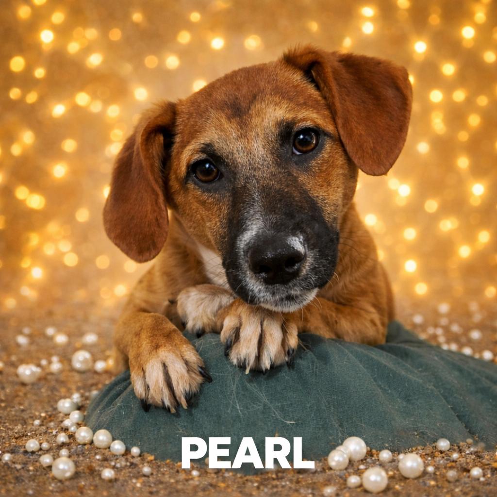 Enlarge Pearl, a Adoptable mixed breed in Wappingers Falls, NY image 3/3