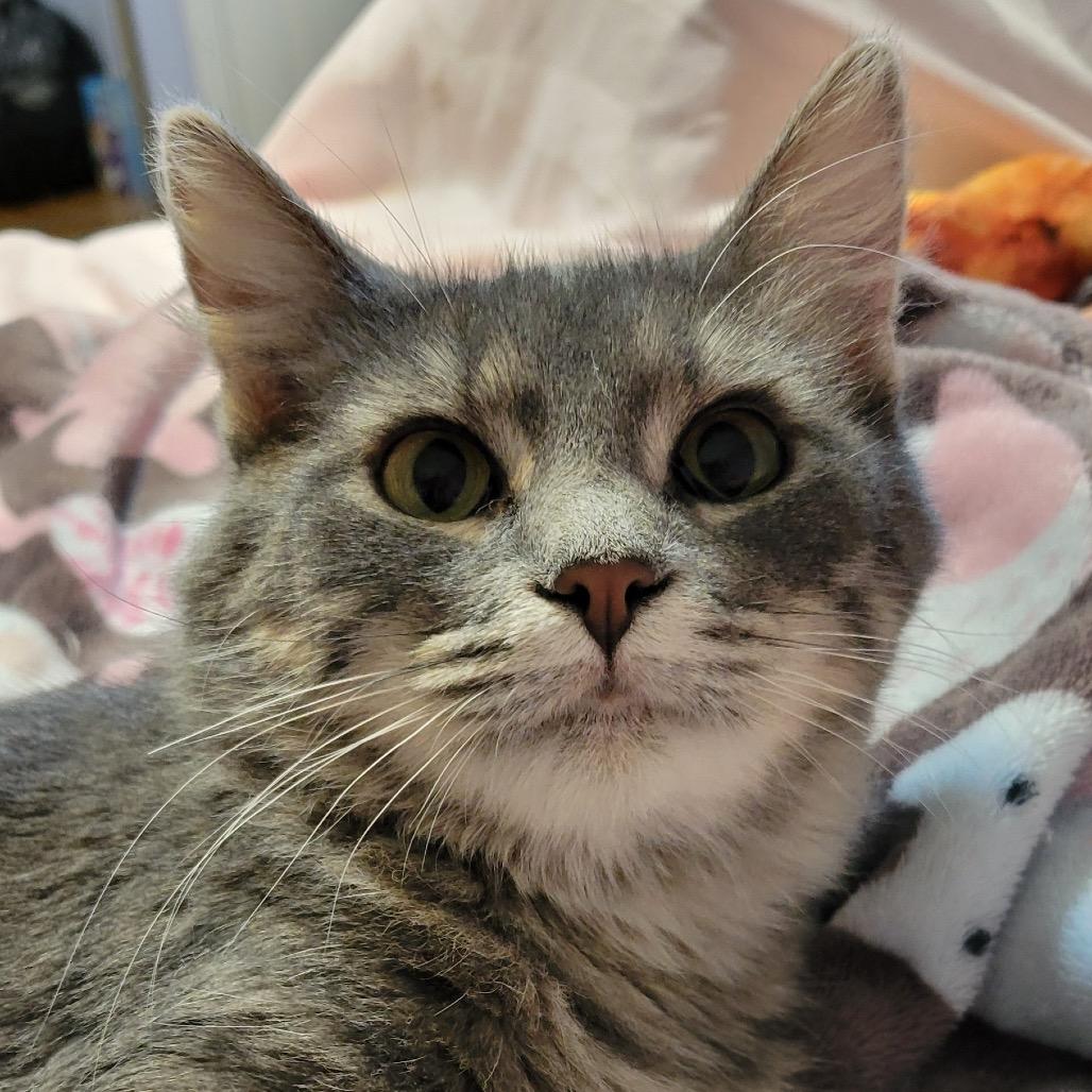 Enlarge Mink, a Adoptable Domestic Short Hair in Troy, IL image 1/2