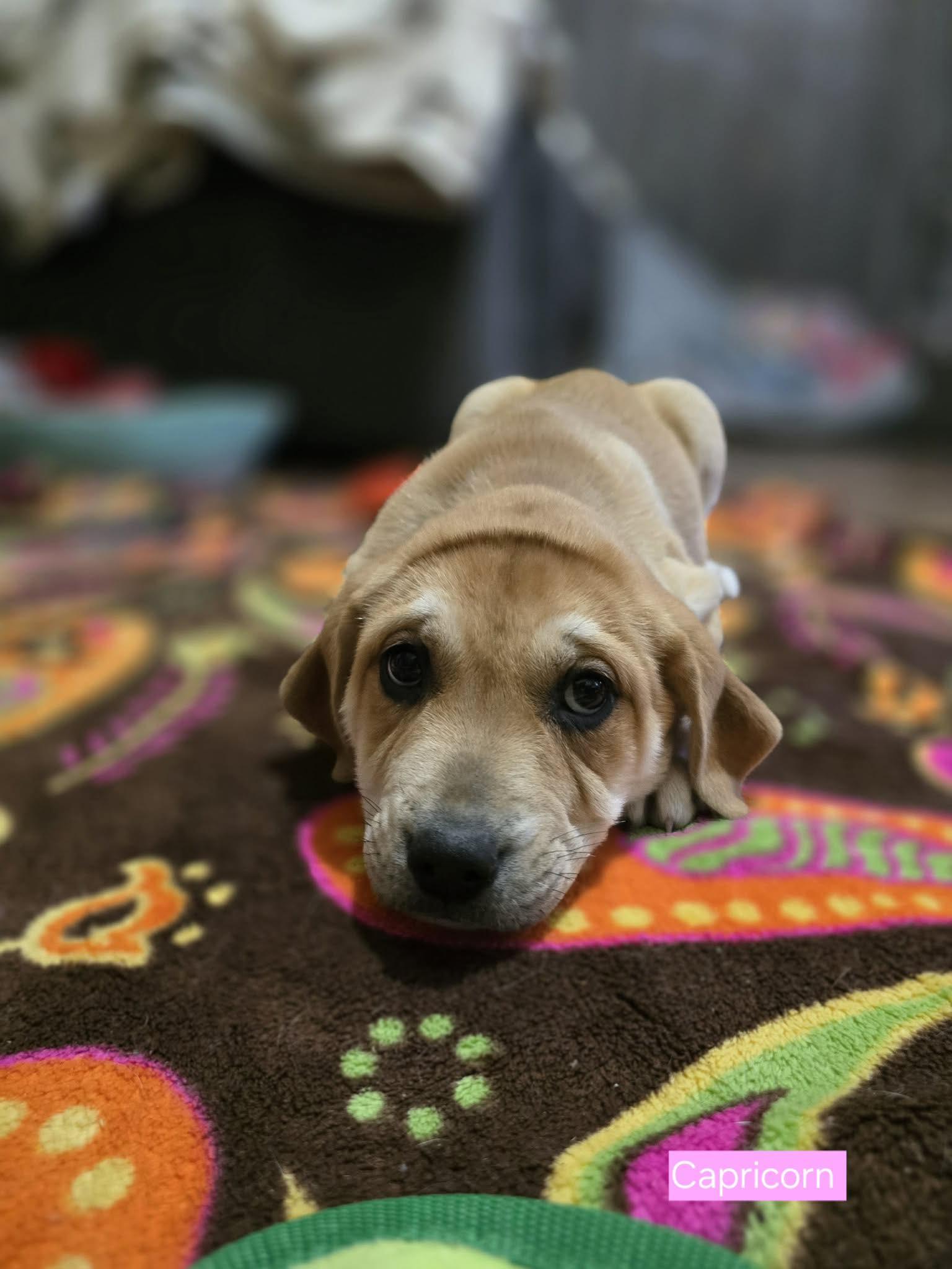 Capricorn, a Adoptable mixed breed in Smithfield, RI image 4/5