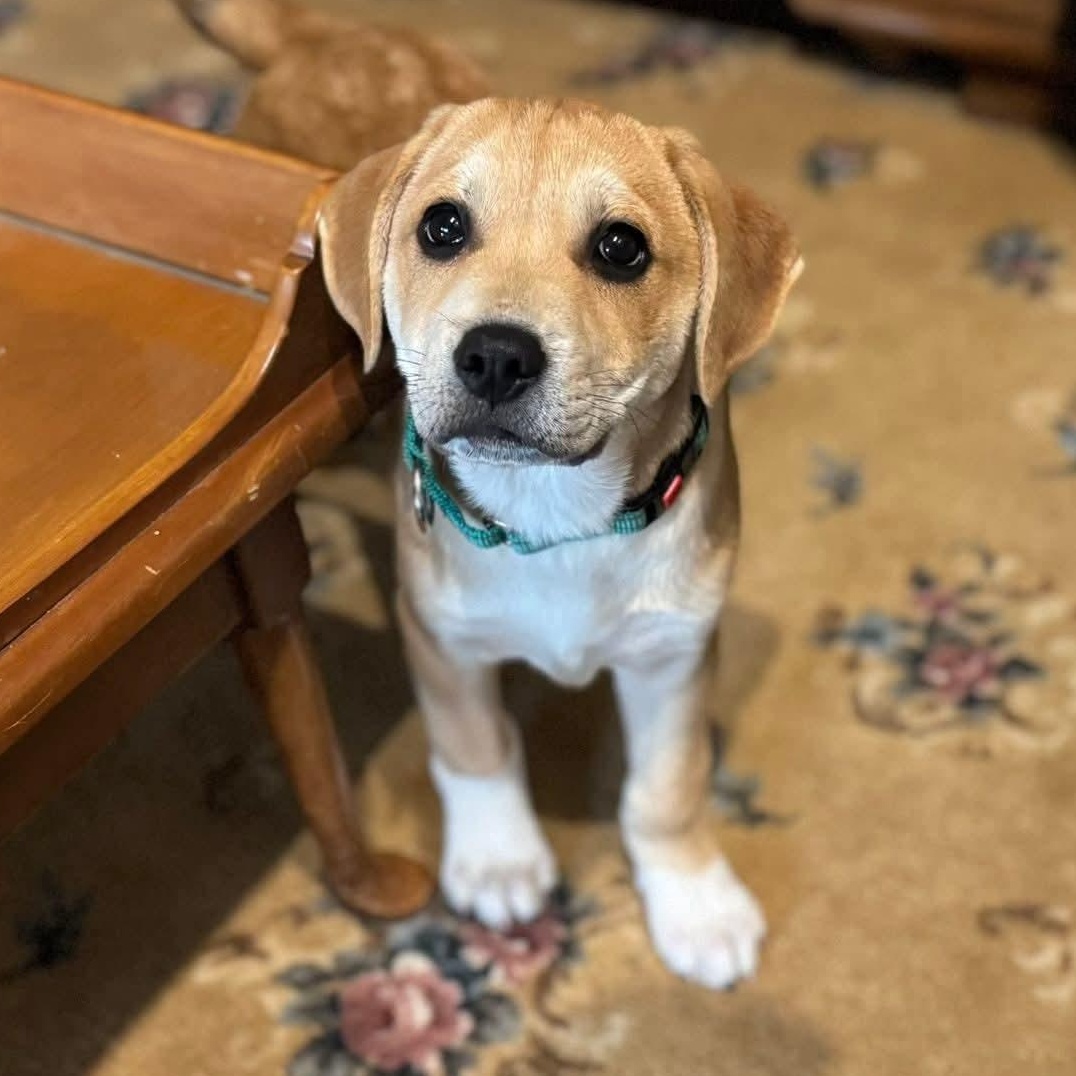 Capricorn*, Adoptable, Puppy Female Labrador Retriever.