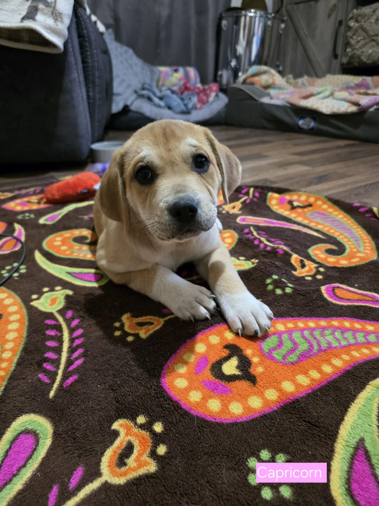 Capricorn, a Adoptable mixed breed in Smithfield, RI image 5/5