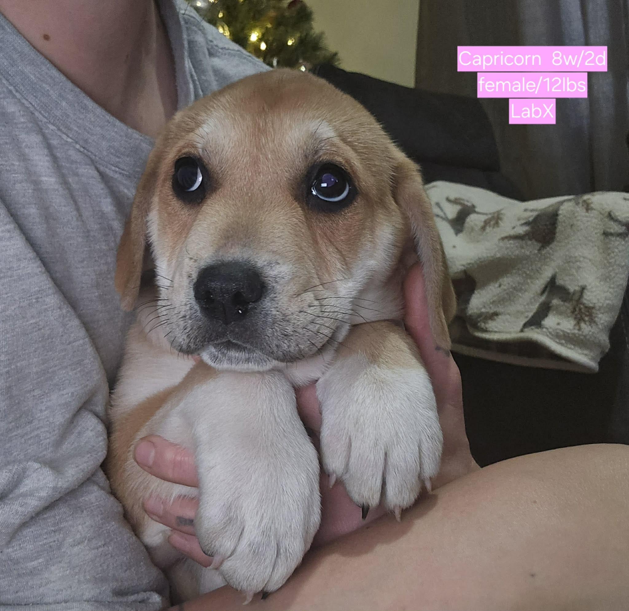 Capricorn, a Adoptable mixed breed in Smithfield, RI image 3/5