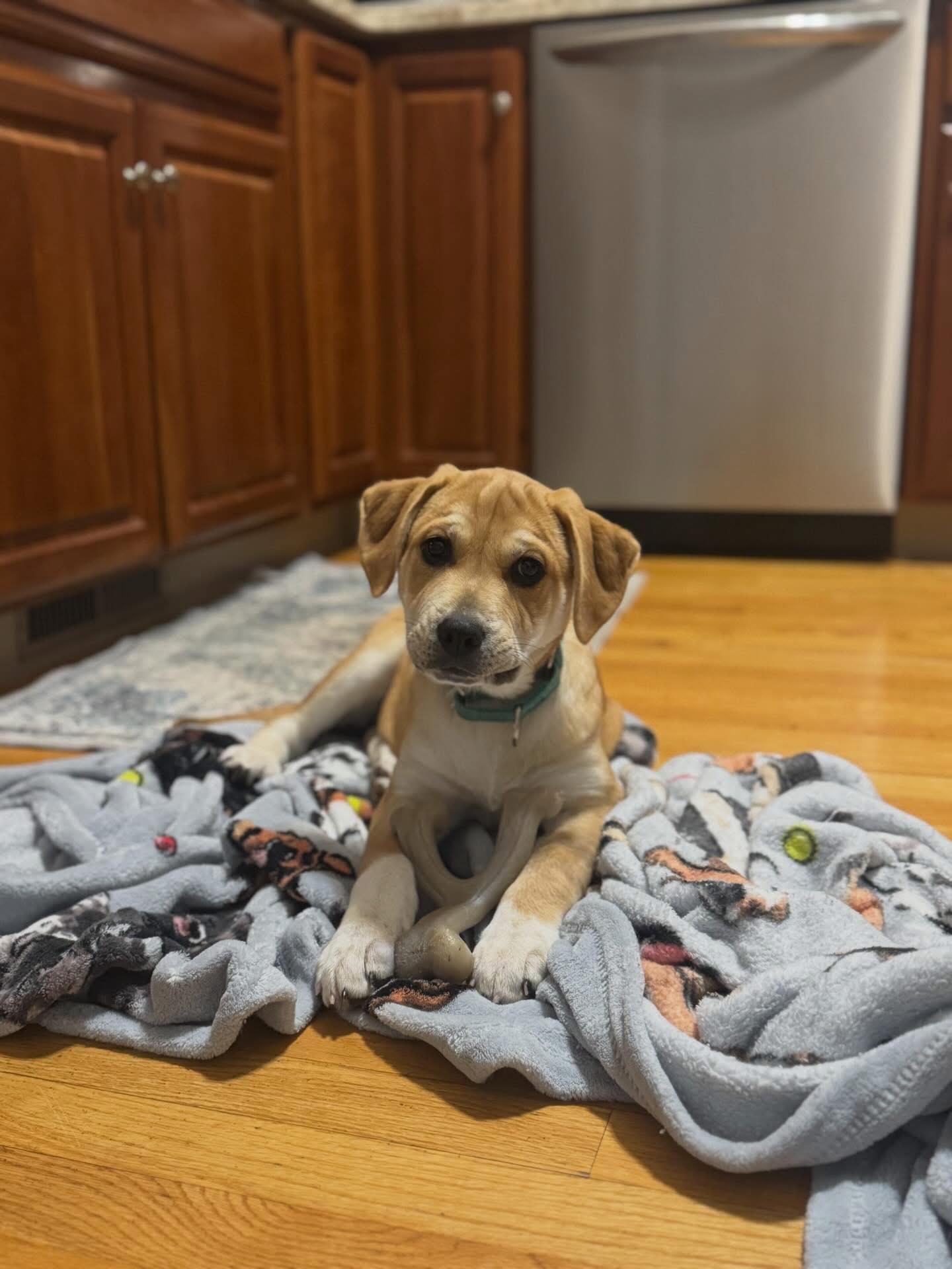 Enlarge Capricorn*, a Adoptable mixed breed in Warwick, RI image 5/6