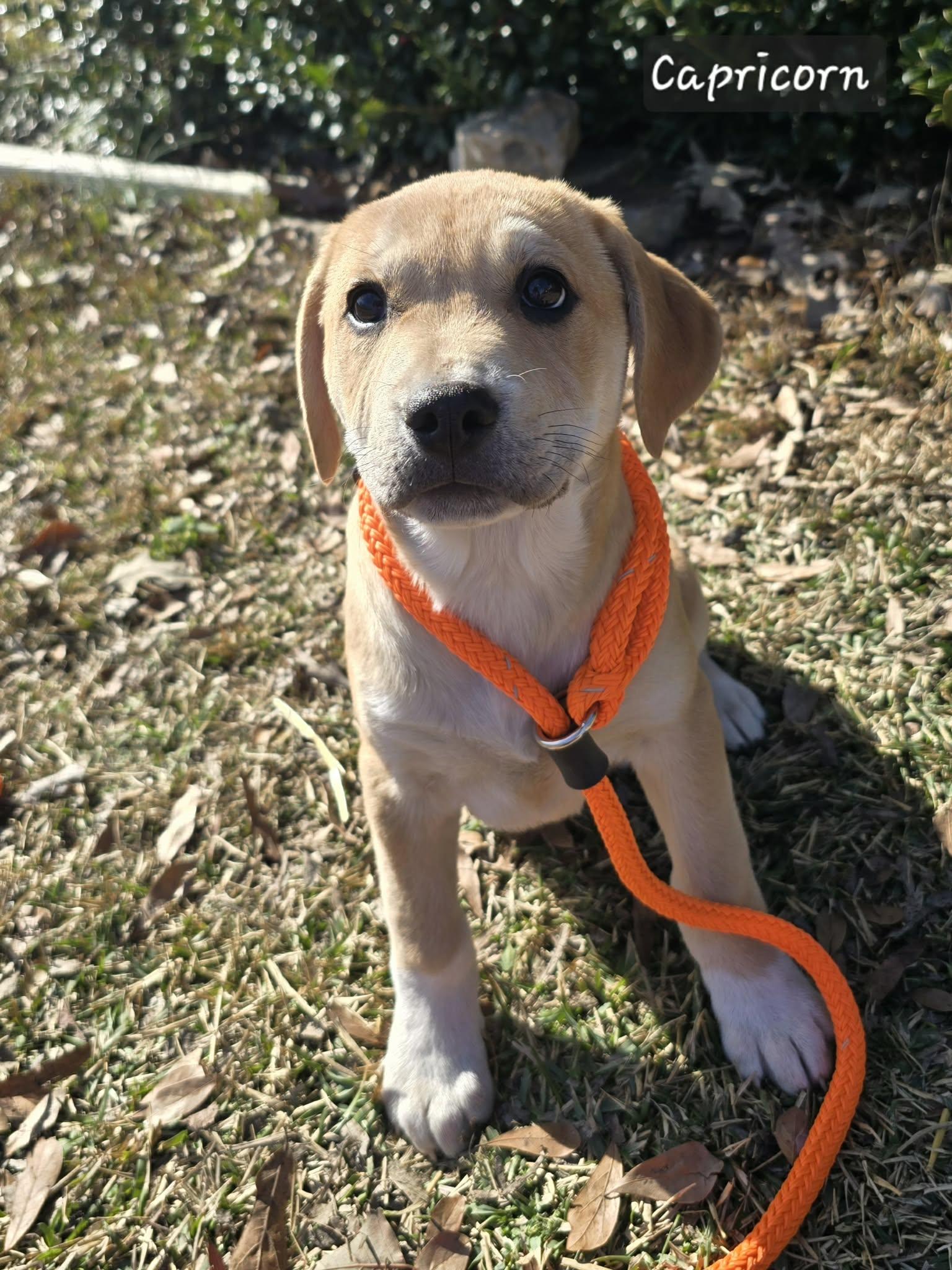 Capricorn, a Adoptable mixed breed in Smithfield, RI image 1/5