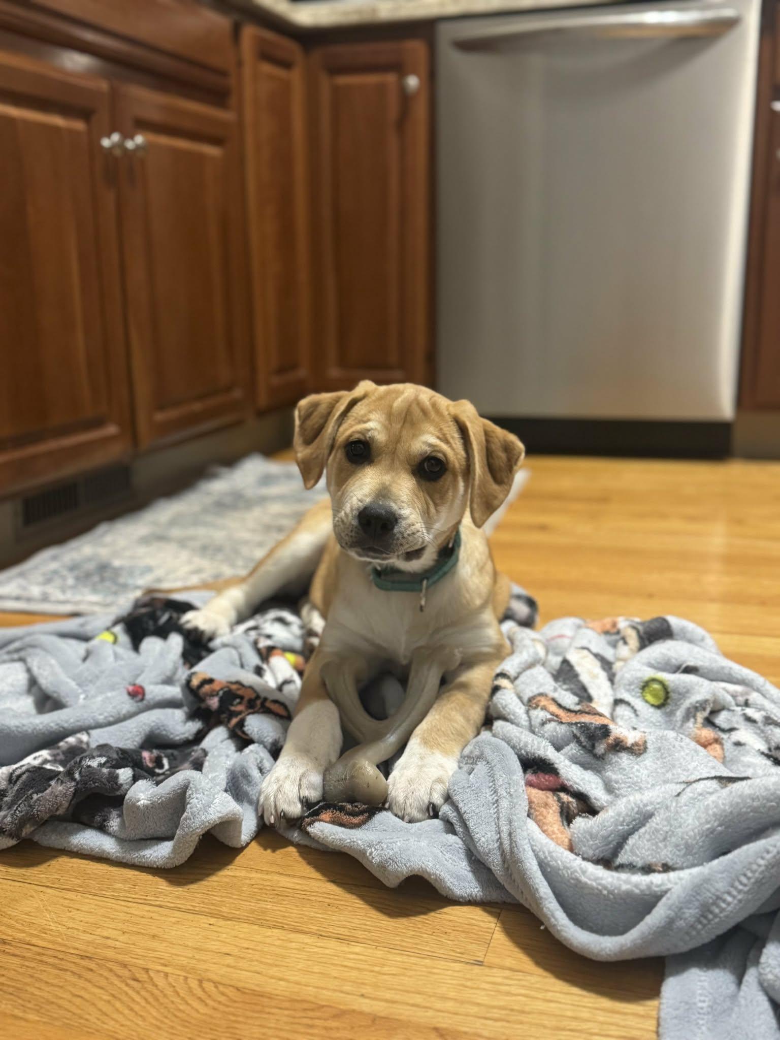 Enlarge Capricorn*, a Adoptable mixed breed in Warwick, RI image 4/6