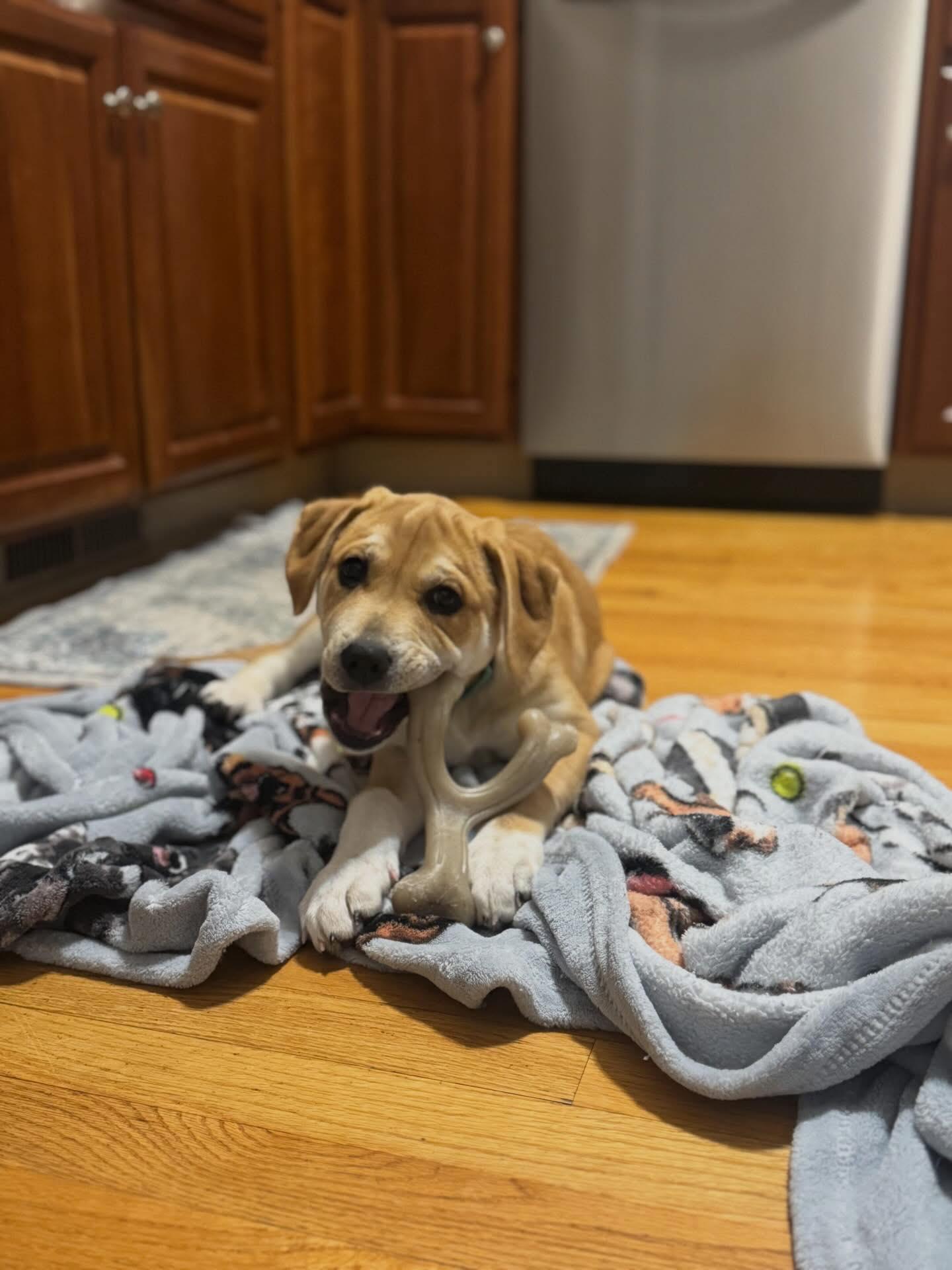 Enlarge Capricorn*, a Adoptable mixed breed in Warwick, RI image 6/6