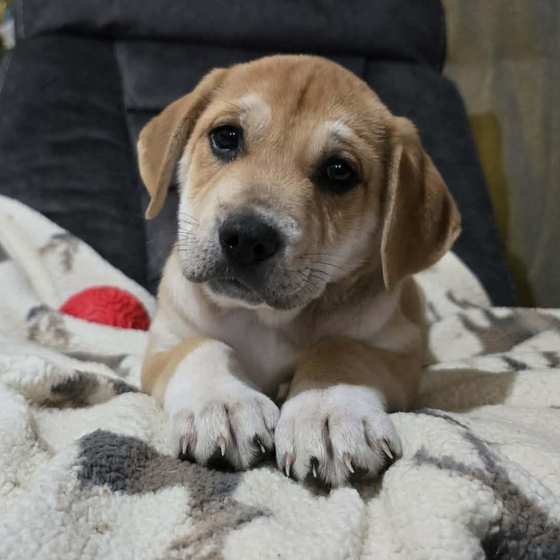 Capricorn, a Adoptable mixed breed in Smithfield, RI image 2/5