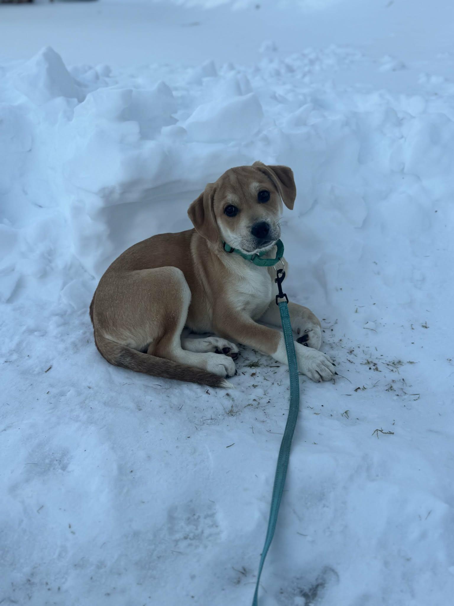 Enlarge Capricorn*, a Adoptable mixed breed in Warwick, RI image 3/6