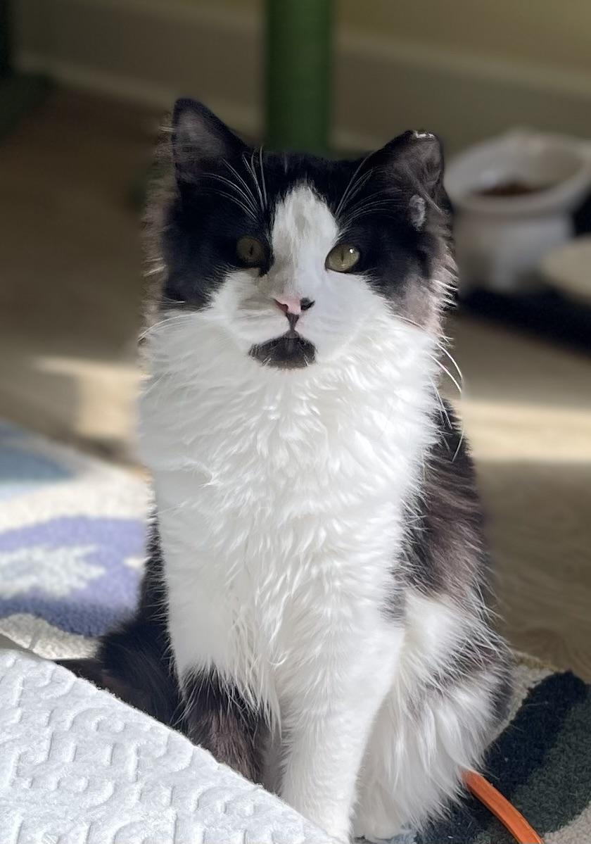 Enlarge Otis, an adopted Domestic Long Hair in Gig Harbor, WA image 5/5