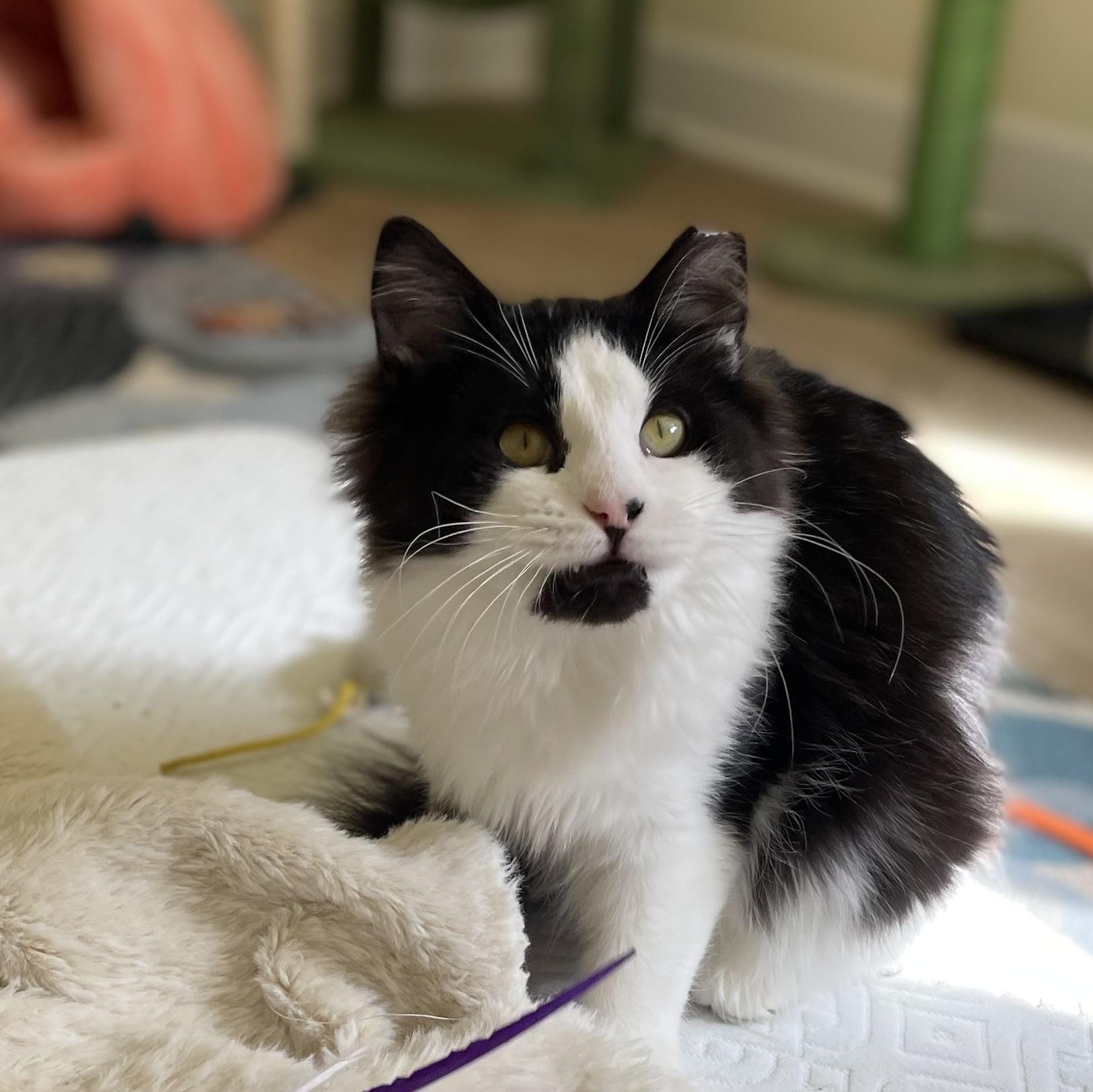 Enlarge Otis, an adopted Domestic Long Hair in Gig Harbor, WA image 2/5