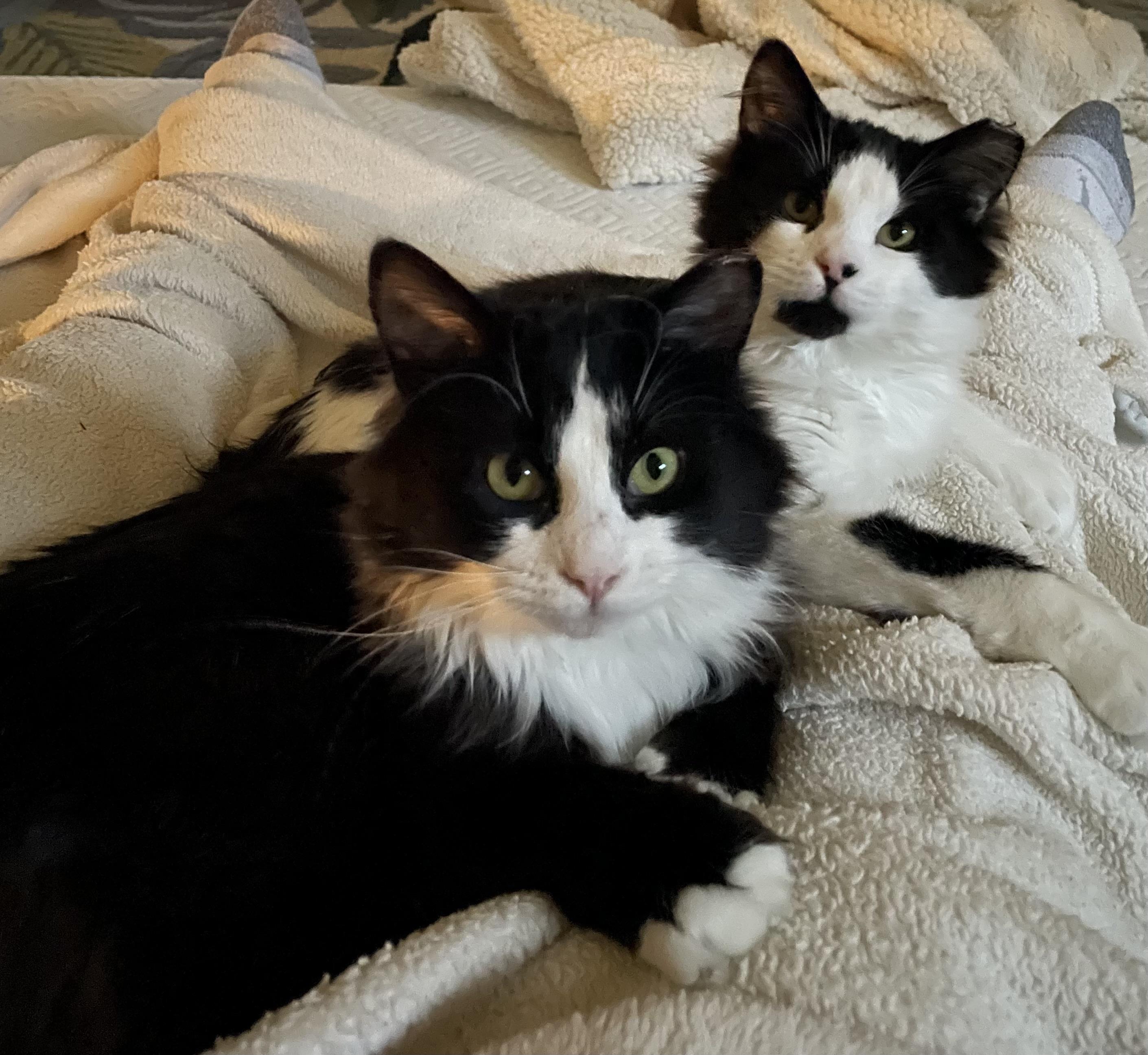 Enlarge Otis, an adopted Domestic Long Hair in Gig Harbor, WA image 3/5