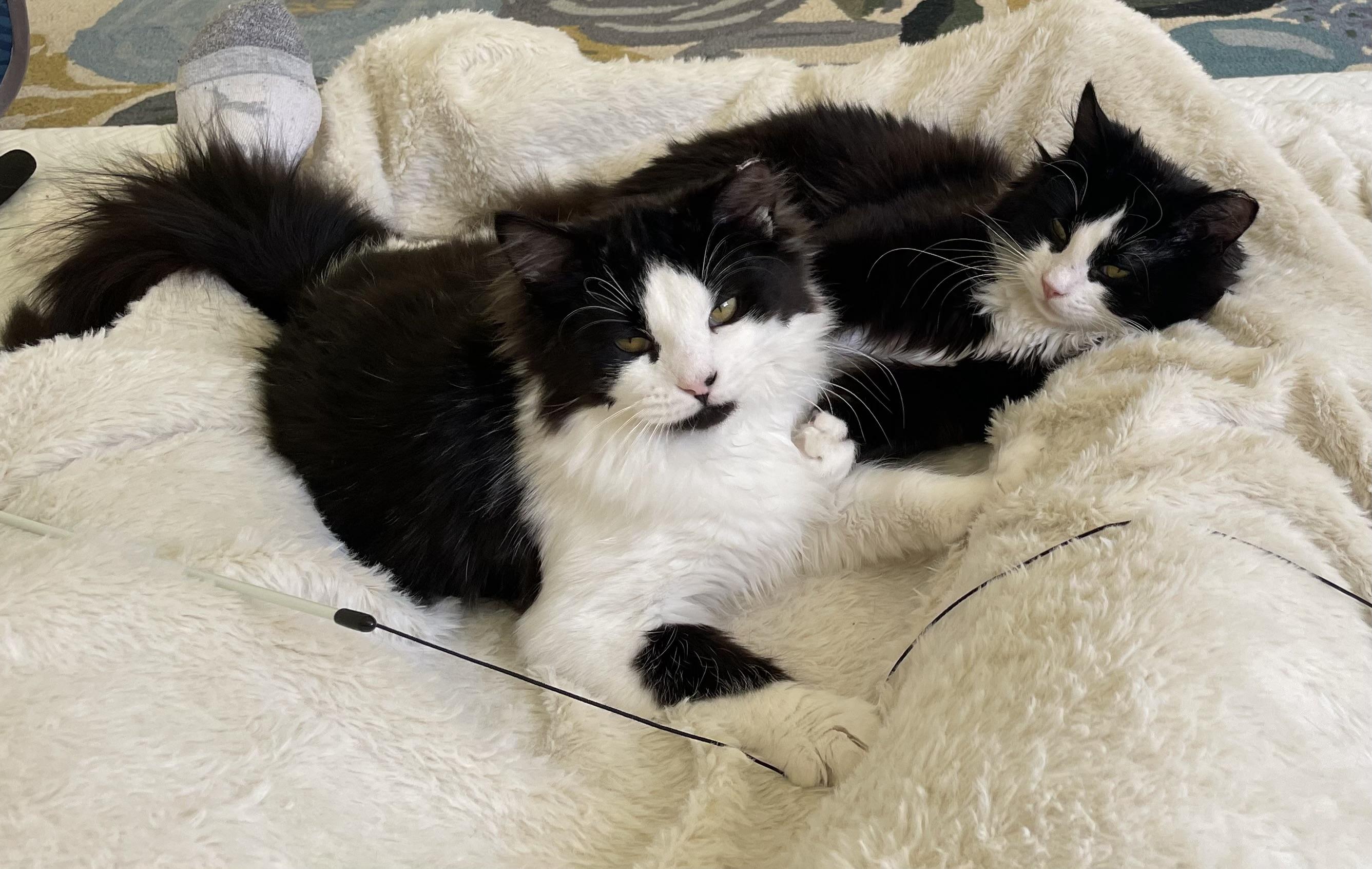 Enlarge Otis, an adopted Domestic Long Hair in Gig Harbor, WA image 4/5