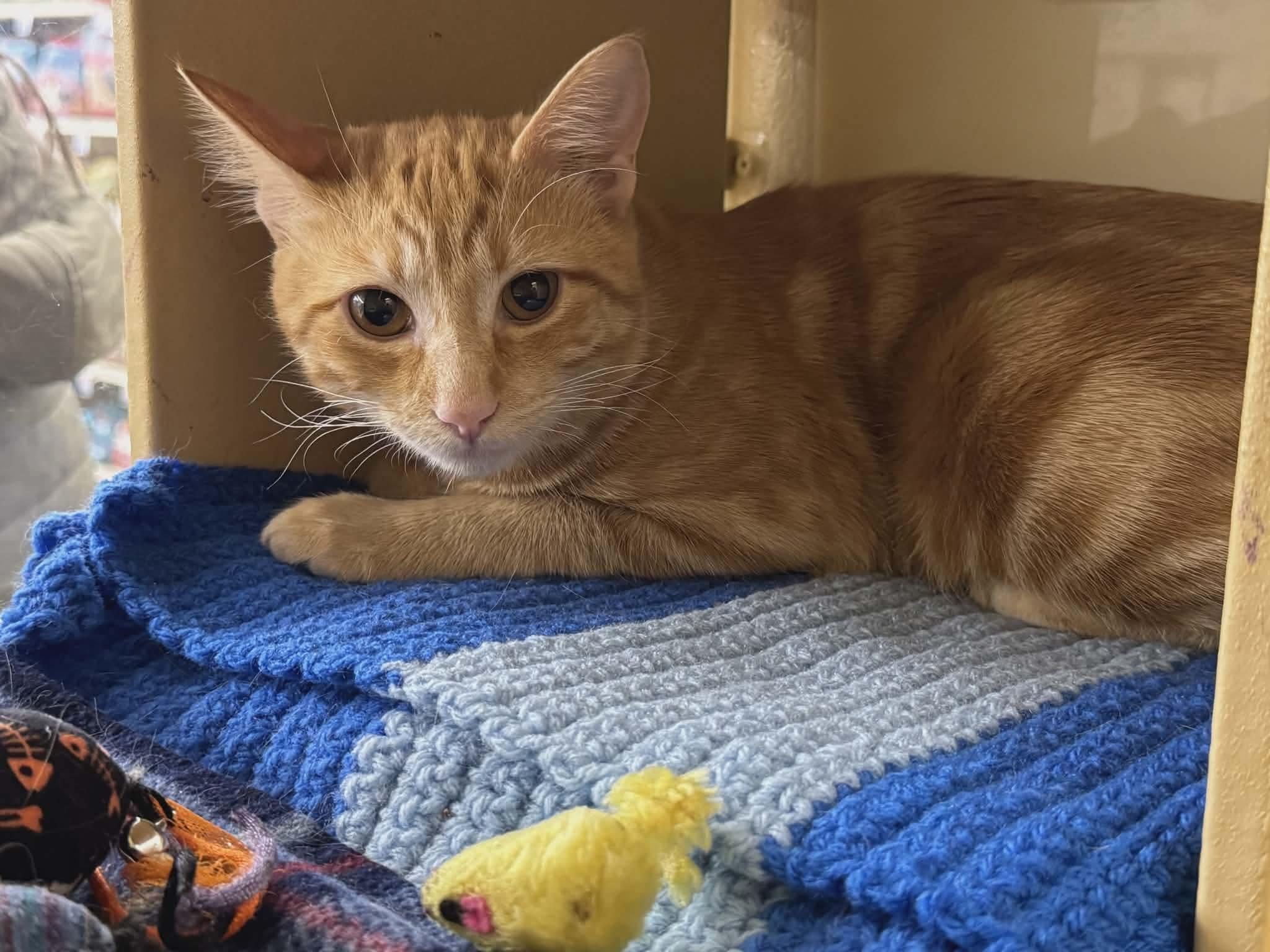 Enlarge Tigger - 20% off , a ADOPTABLE mixed breed in Gladstone, OR image 2/6