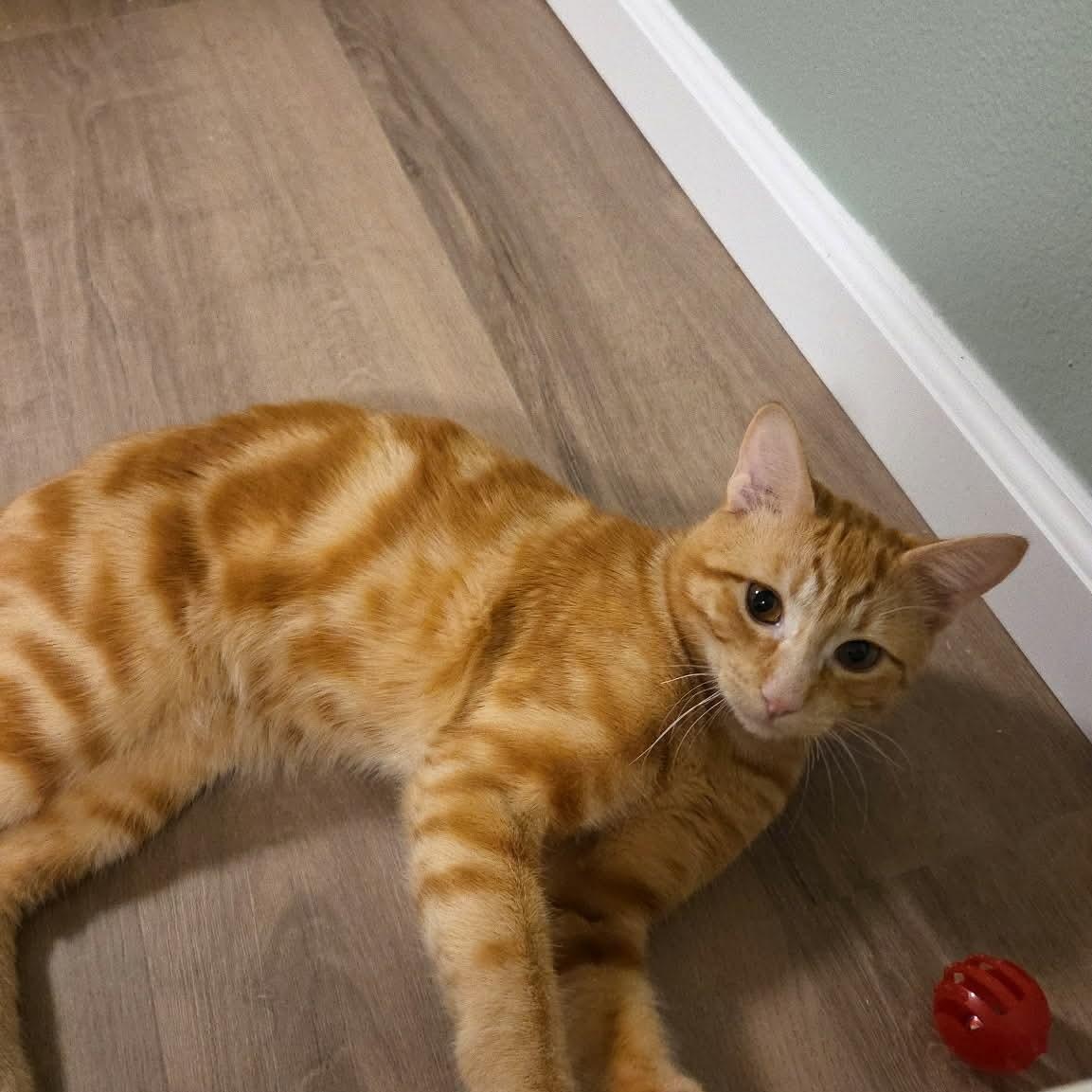 Enlarge Tigger - 20% off , a ADOPTABLE mixed breed in Gladstone, OR image 1/6
