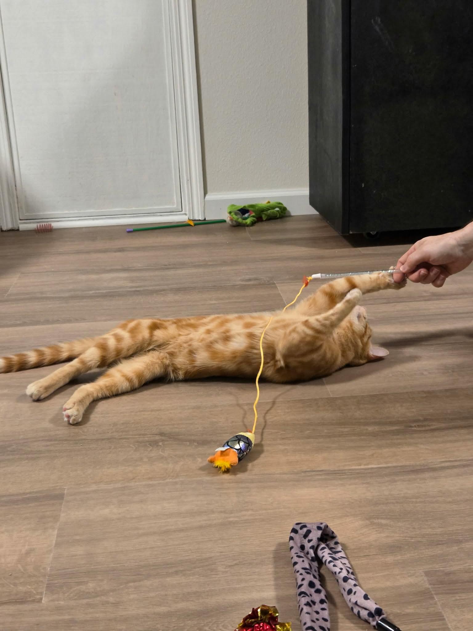 Enlarge Tigger - 20% off , a ADOPTABLE mixed breed in Gladstone, OR image 4/6