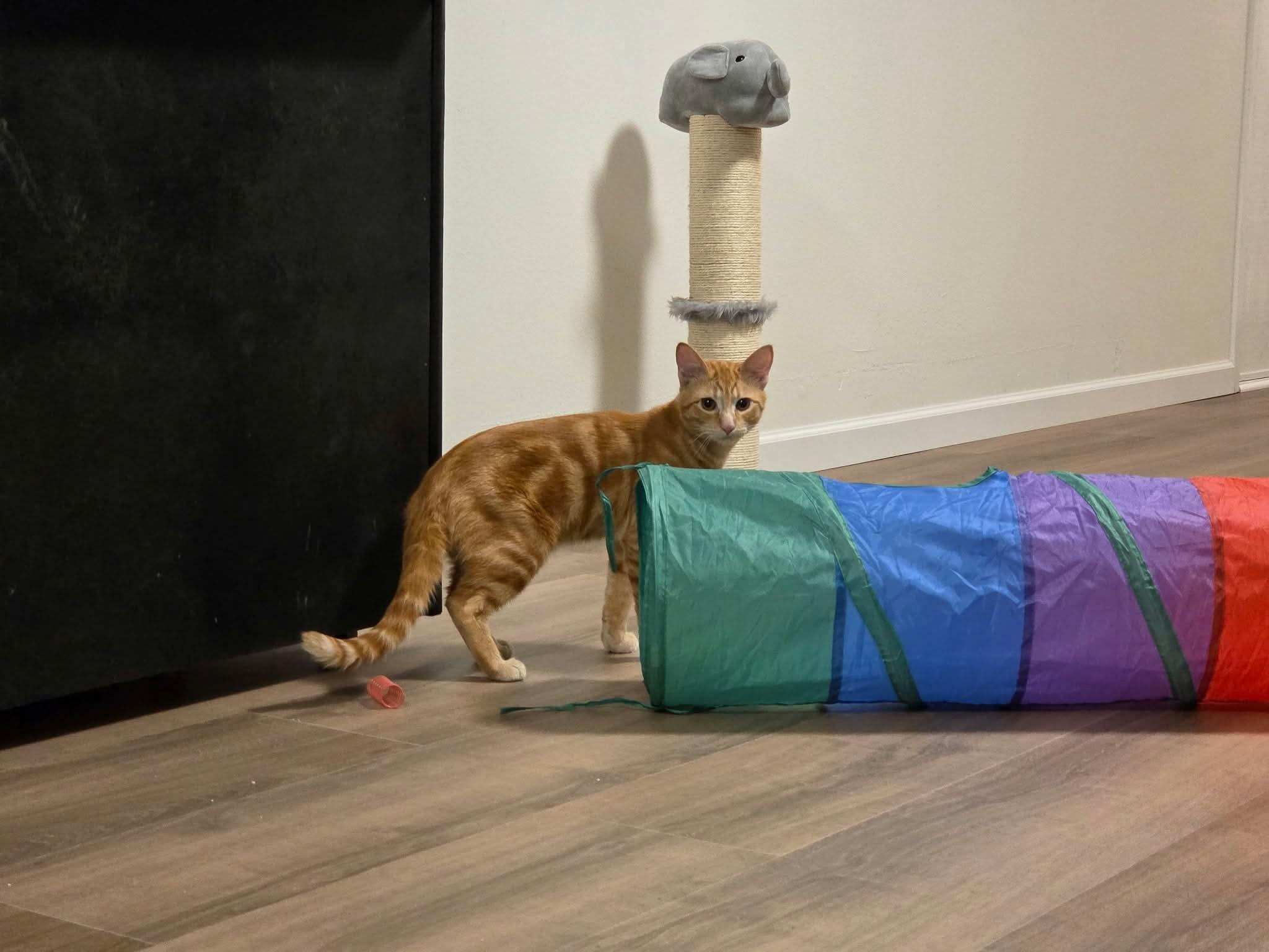 Enlarge Tigger - 20% off , a ADOPTABLE mixed breed in Gladstone, OR image 3/6