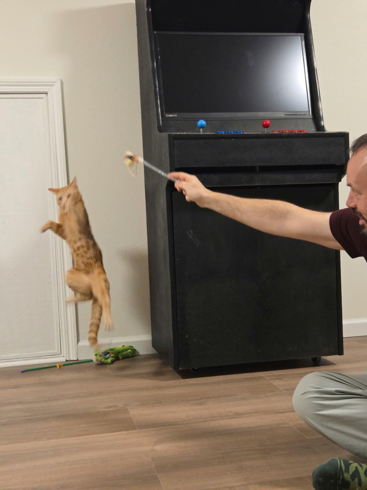 Enlarge Tigger - 20% off , a ADOPTABLE mixed breed in Gladstone, OR image 5/6