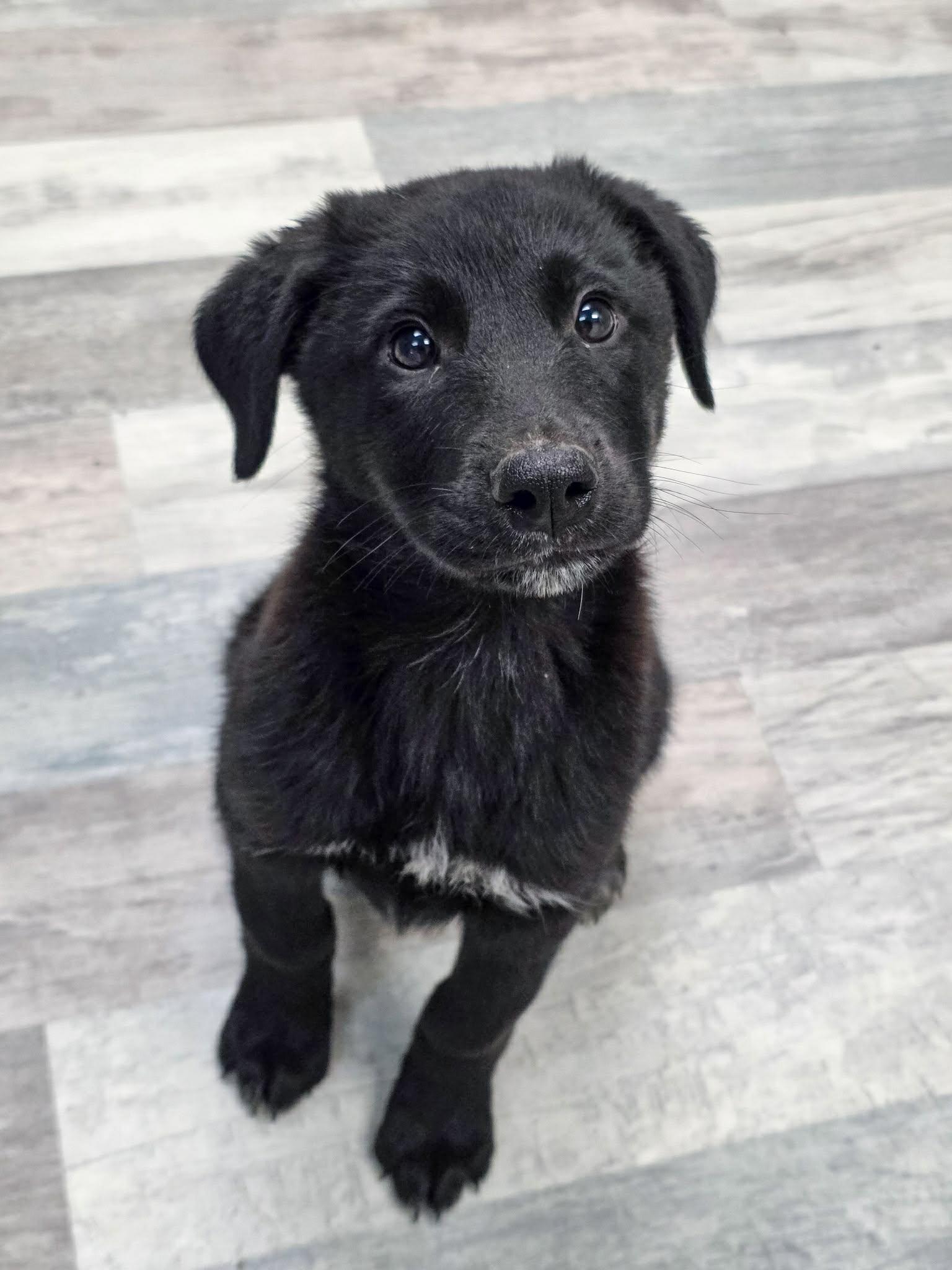 Enlarge Cobbler the Schnauzer Mix Puppy, a Adoptable mixed breed in Muskego, WI image 1/2