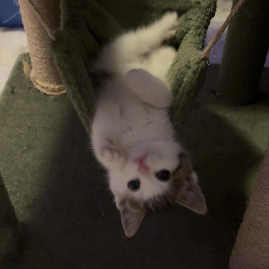 Aurora, a ADOPTABLE Domestic Medium Hair in Crookston, MN image 4/5