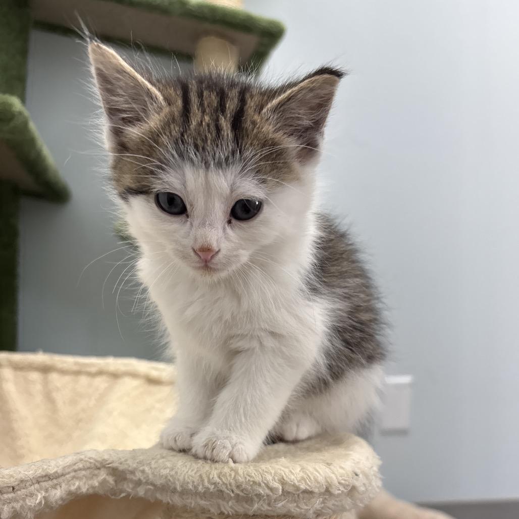 Aurora, a ADOPTABLE Domestic Medium Hair in Crookston, MN image 5/5