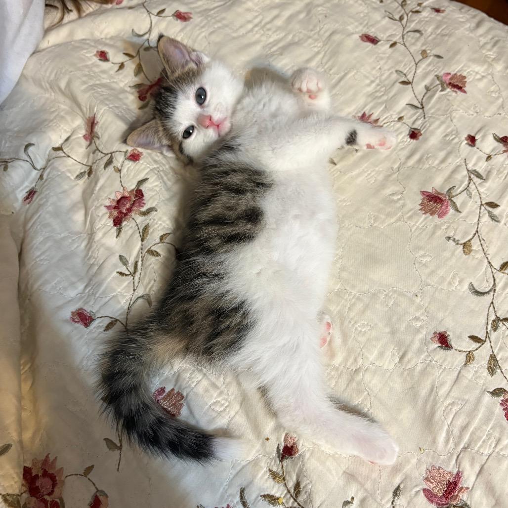 Aurora, ADOPTABLE, Young Female Domestic Medium Hair.