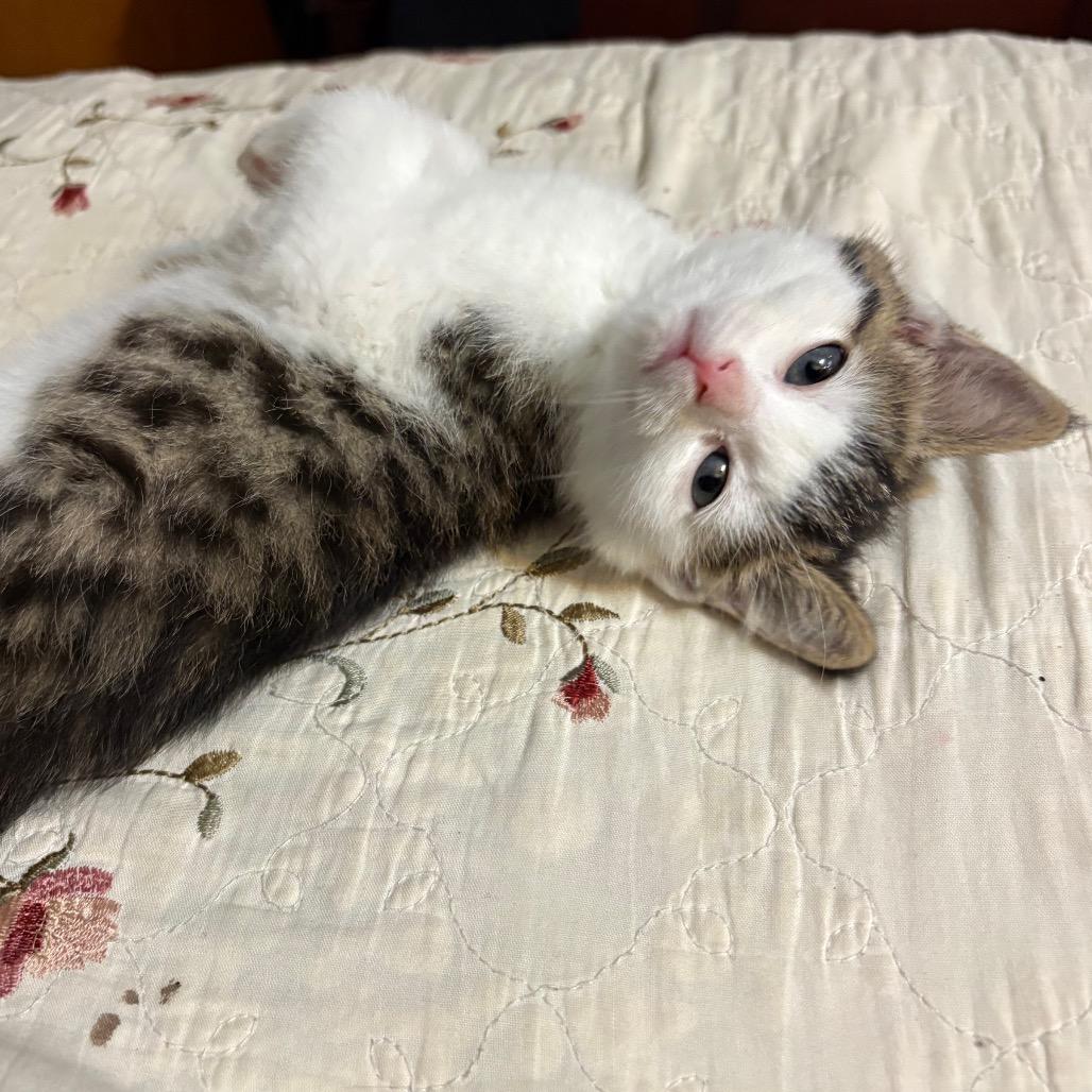 Aurora, a ADOPTABLE Domestic Medium Hair in Crookston, MN image 2/5