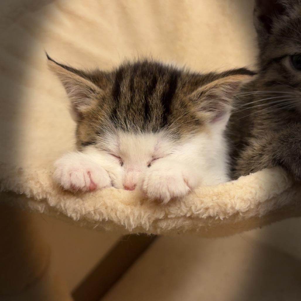 Aurora, a ADOPTABLE Domestic Medium Hair in Crookston, MN image 3/5