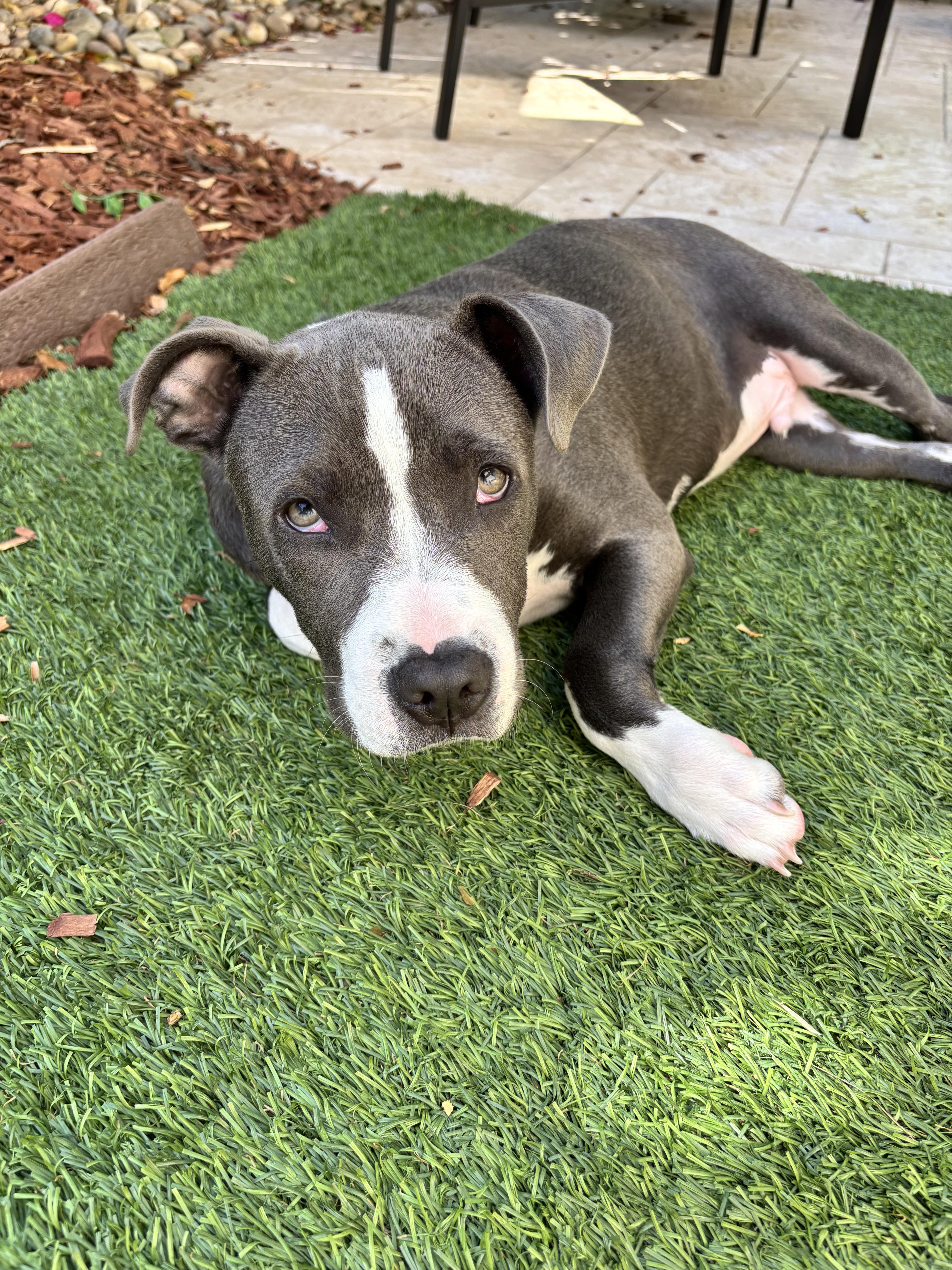 Enlarge BiscuitBlue, a ADOPTABLE Pit Bull Terrier in Encinitas , CA image 2/3
