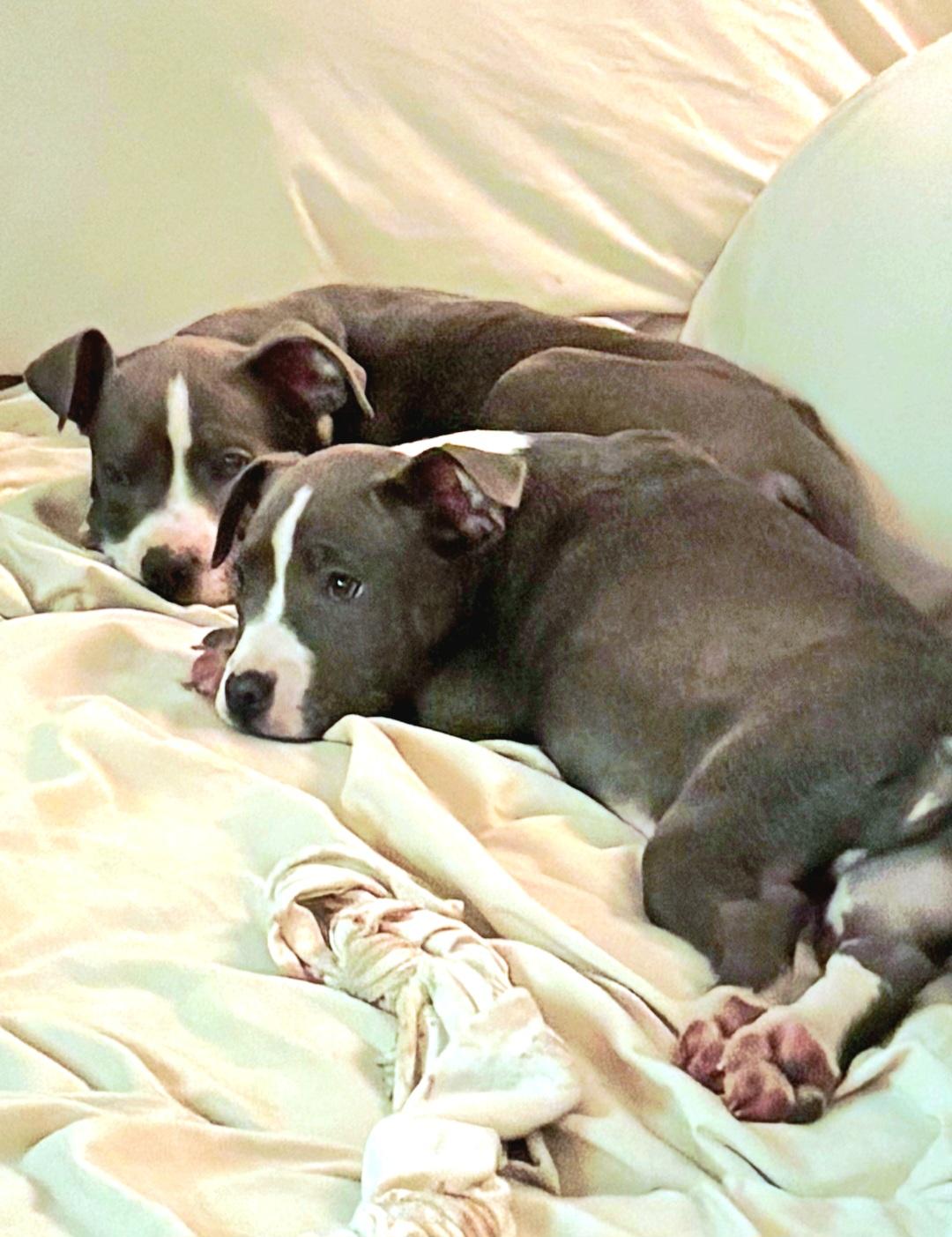 Enlarge Blue and white twins, a ADOPTABLE Pit Bull Terrier in Encinitas , CA image 1/1