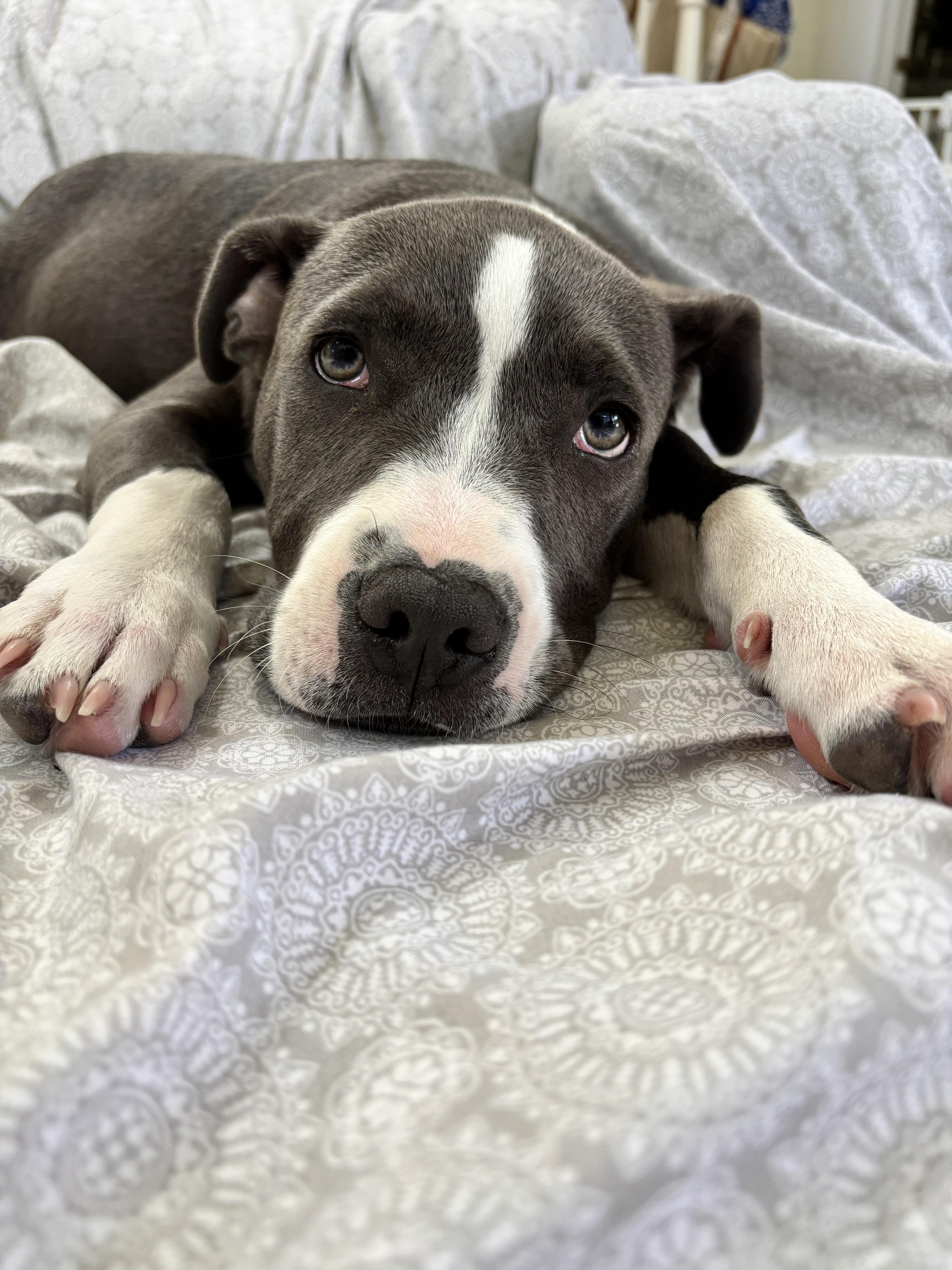 BiscuitBlue, ADOPTABLE, Young Male Pit Bull Terrier.