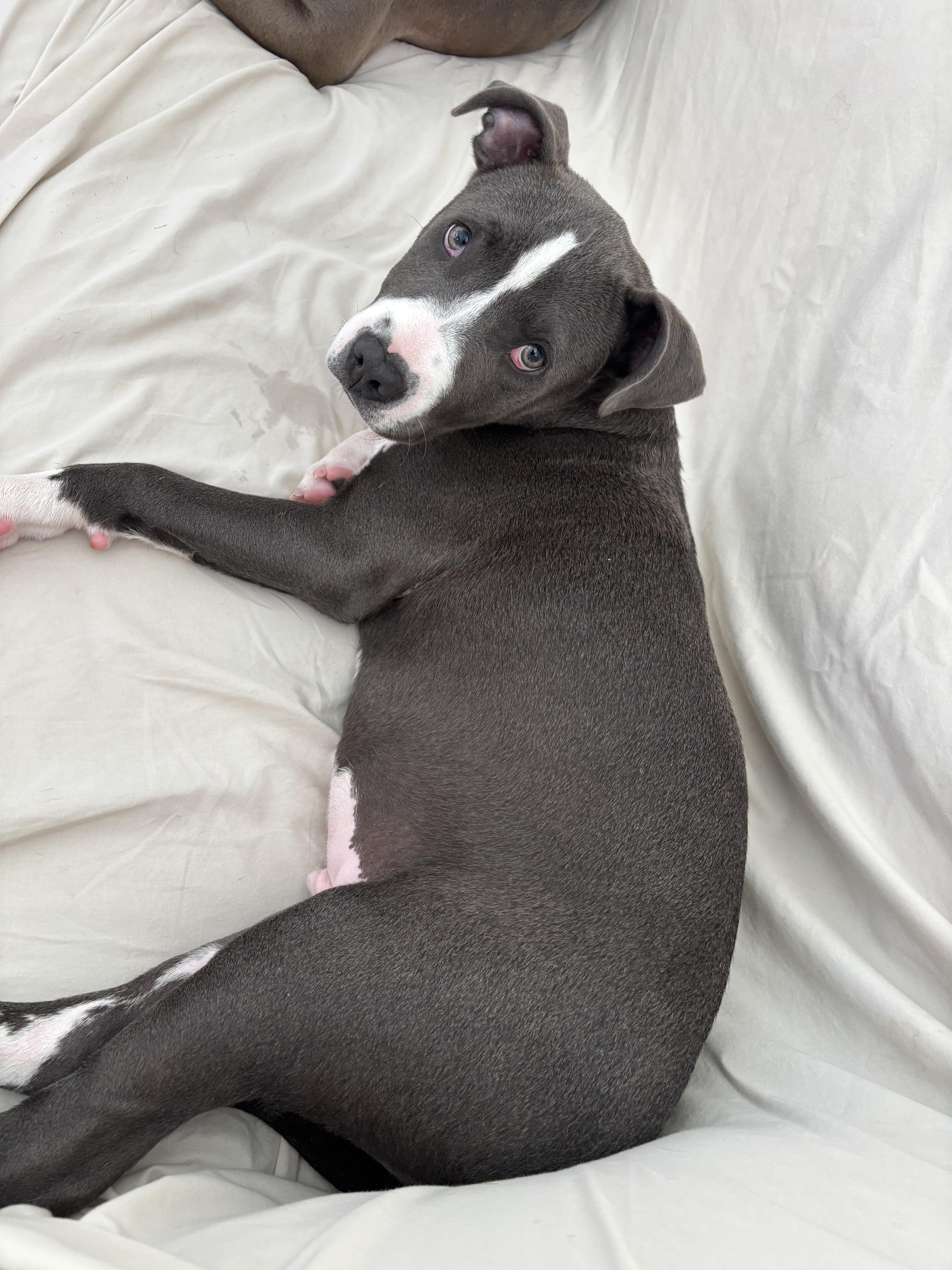 Enlarge BiscuitBlue, a ADOPTABLE Pit Bull Terrier in Encinitas , CA image 3/3