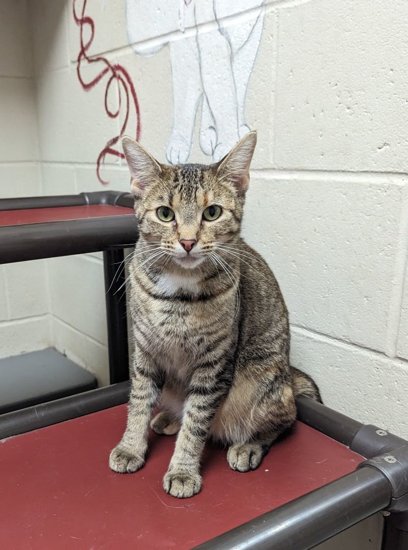Enlarge Pearl, a Adoptable Tabby in Parsons, KS image 1/2